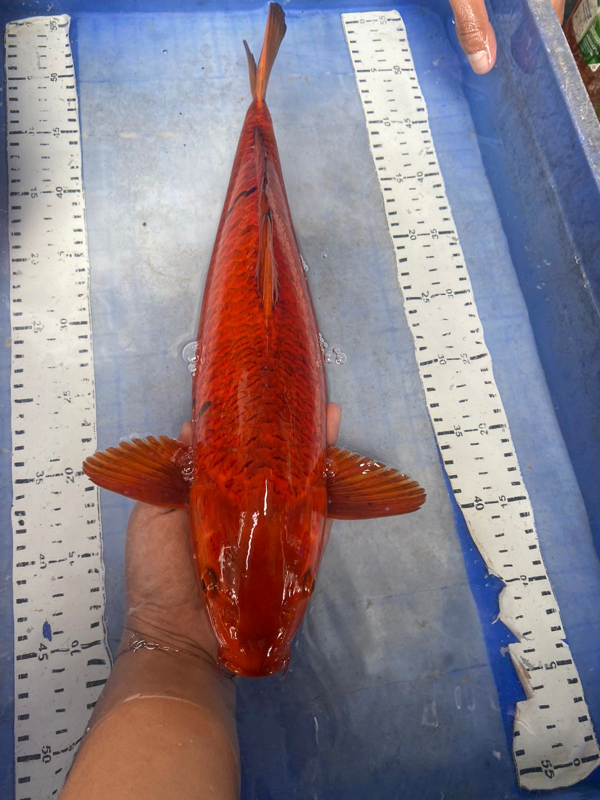 CARAMEL CHAGOI 42cm