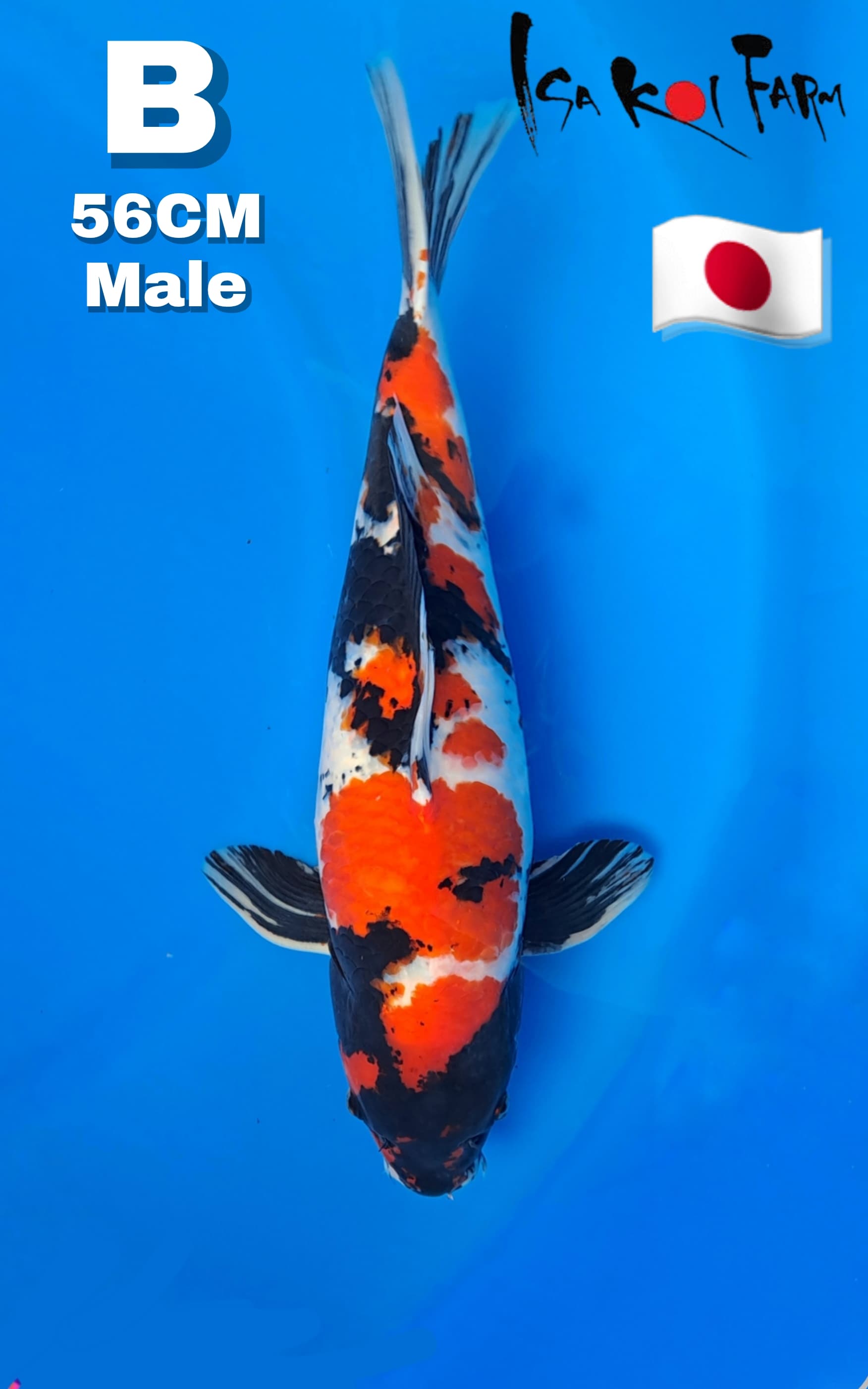SHOWA IMPORT ISA KOI FARM JAPAN 56cm