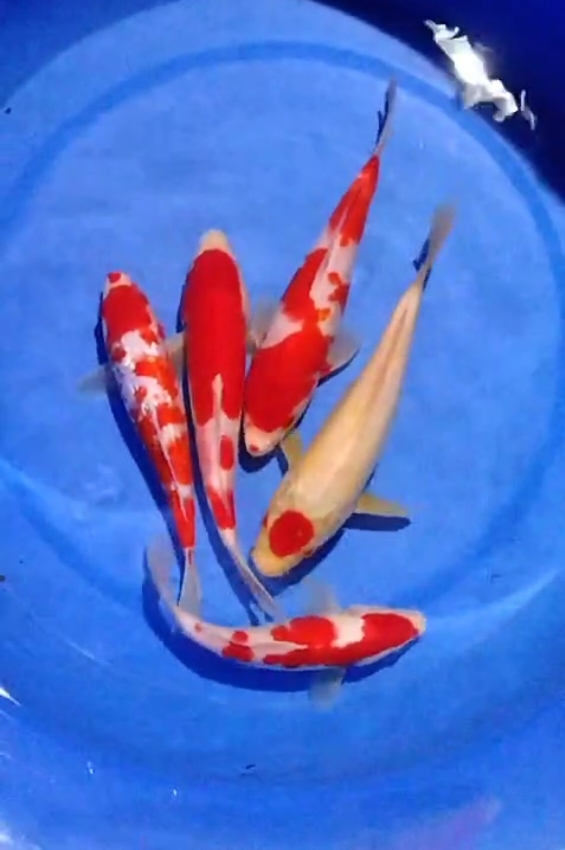 PAKET KOHAKU 2025cm