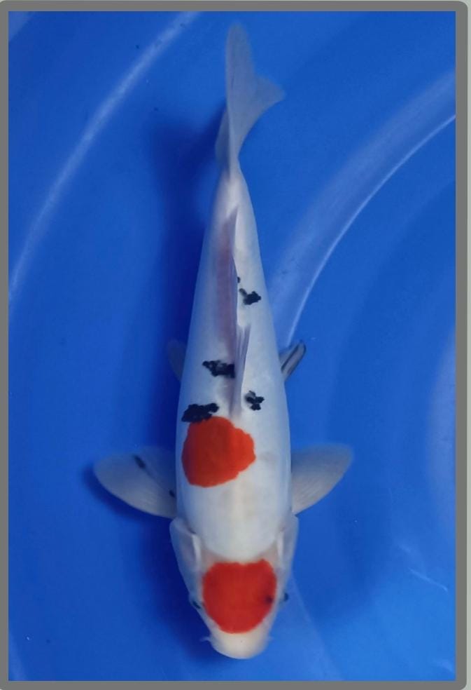 TANCHO SHOWA DOITSU 33cm