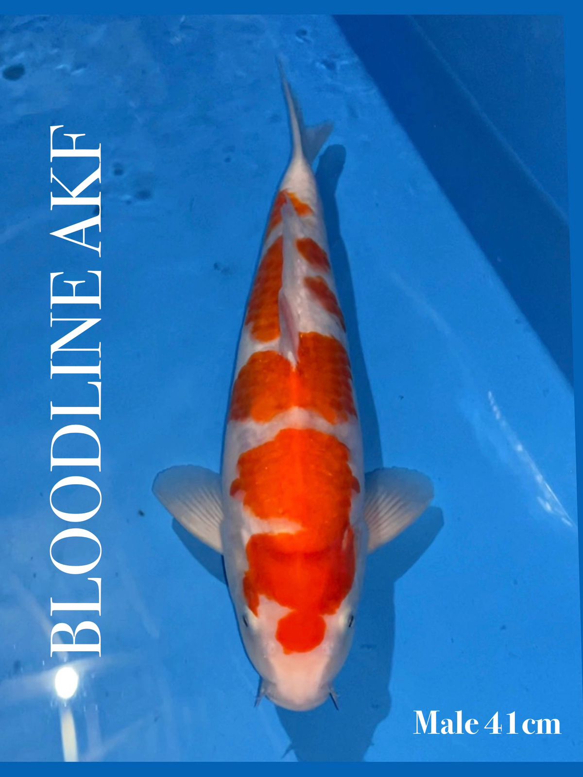 KOHAKU BL AKF 41cm
