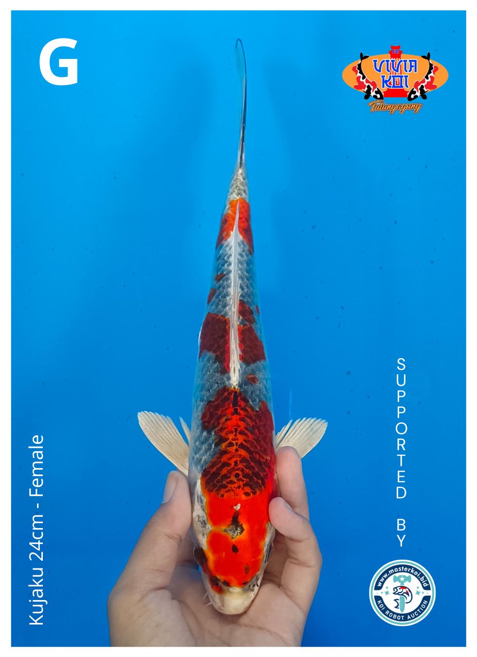 KUJAKU 24cm