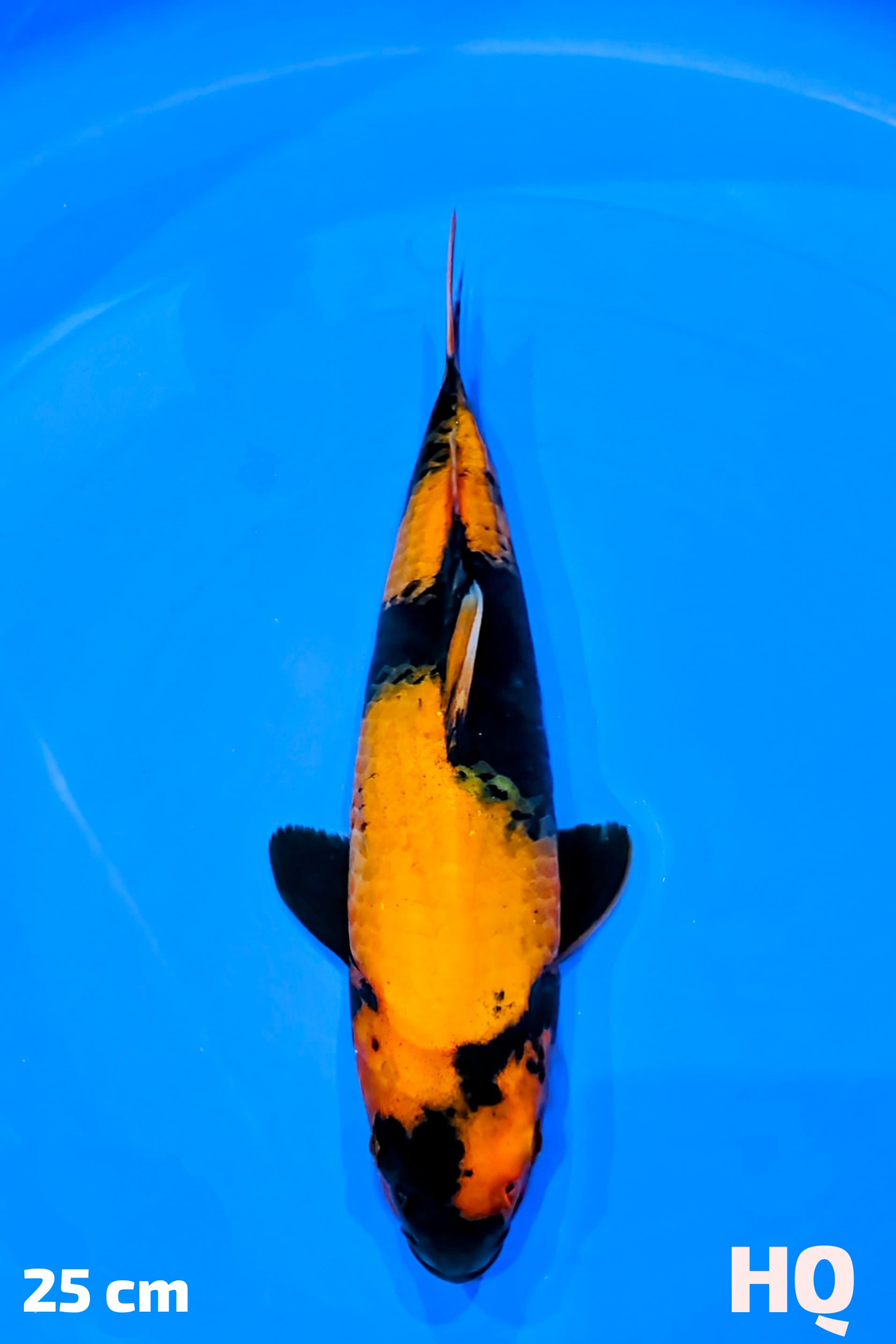 UTSURI HQ 25cm
