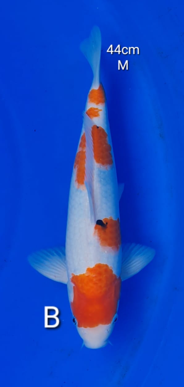 SANKE 44cm