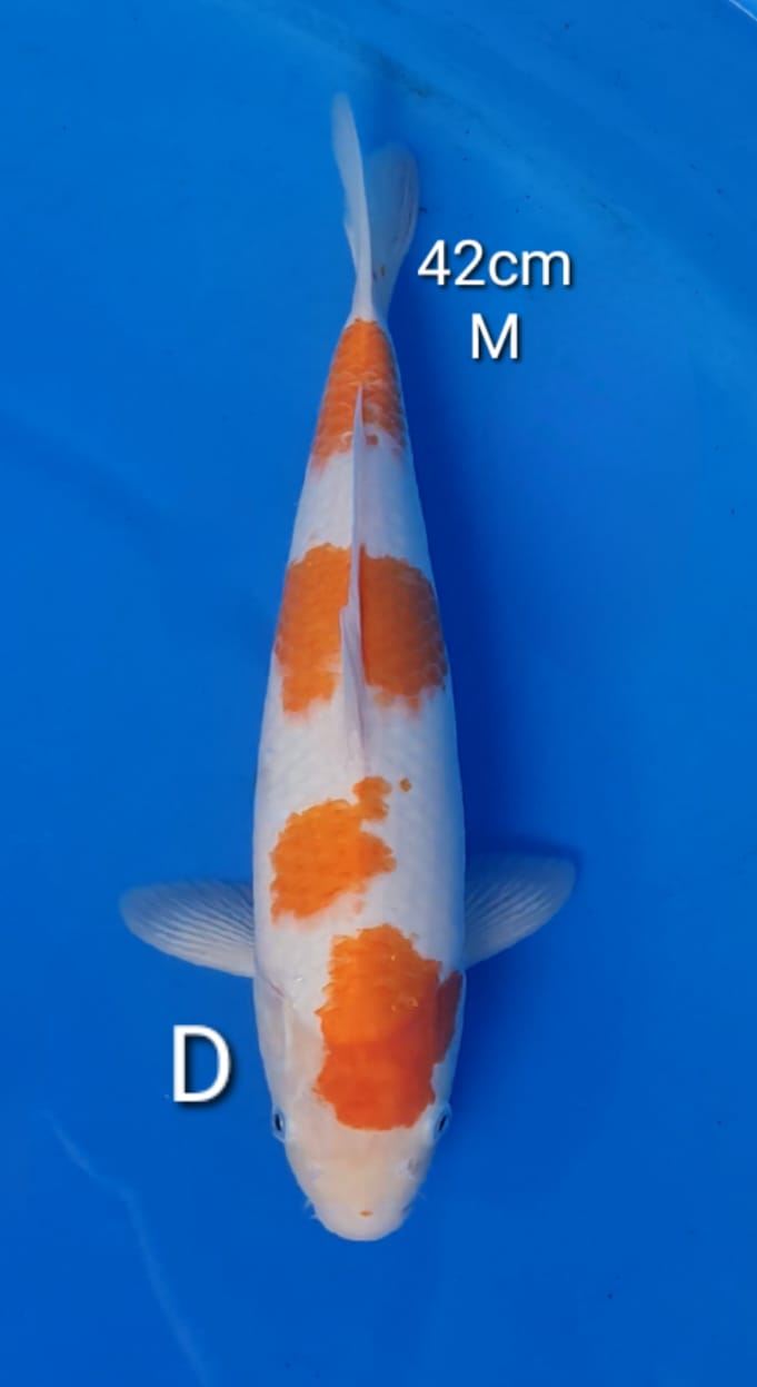 KOHAKU 42cm