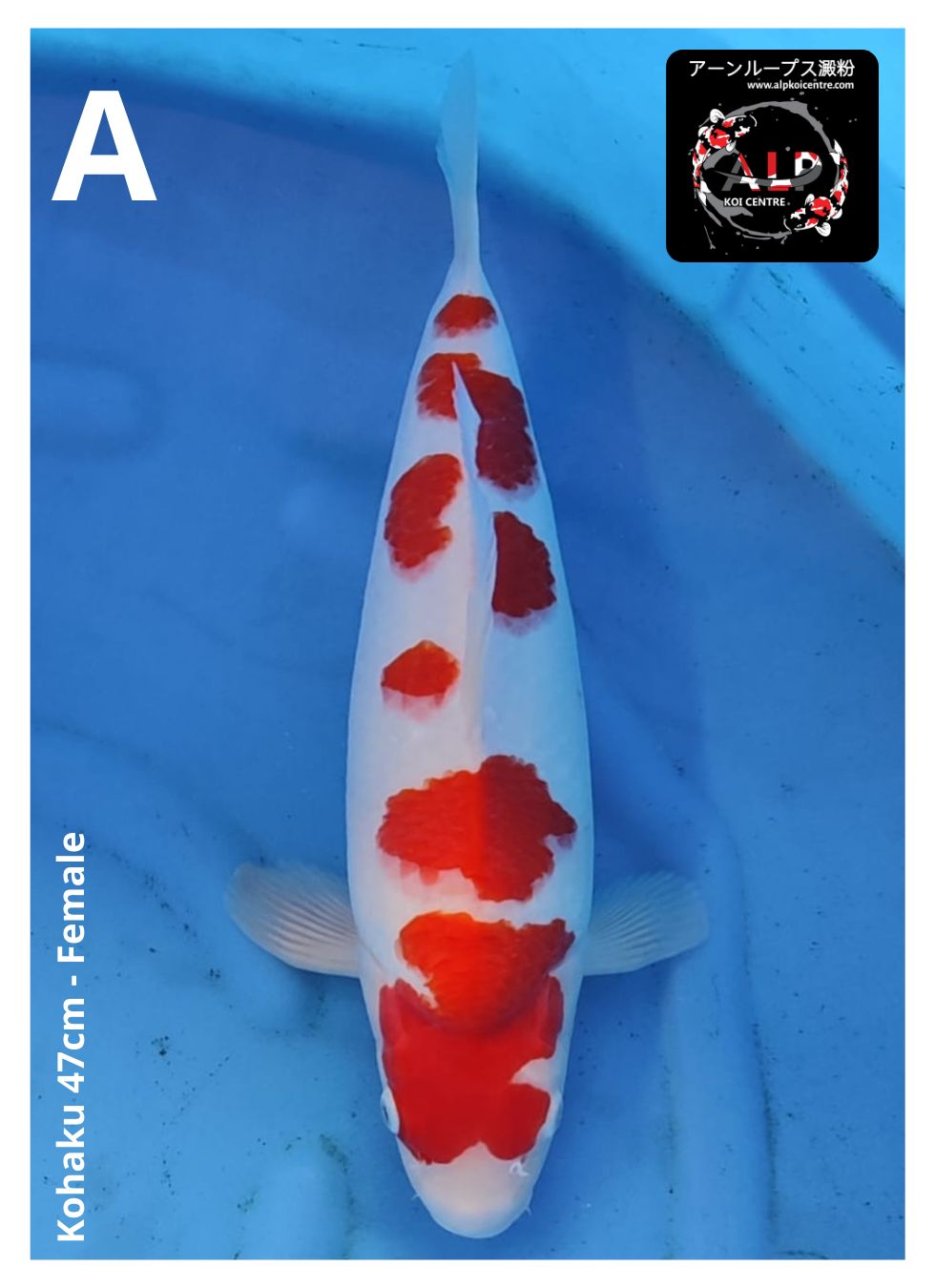 KOHAKU 47cm