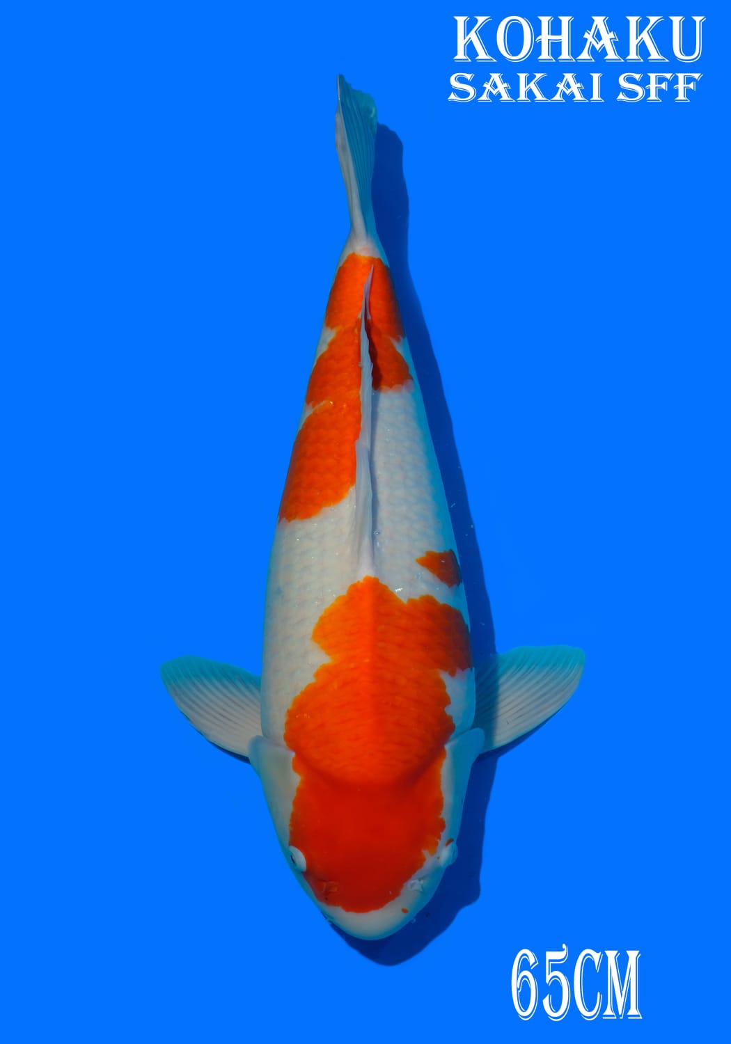 KOHAKU SAKAI 65cm