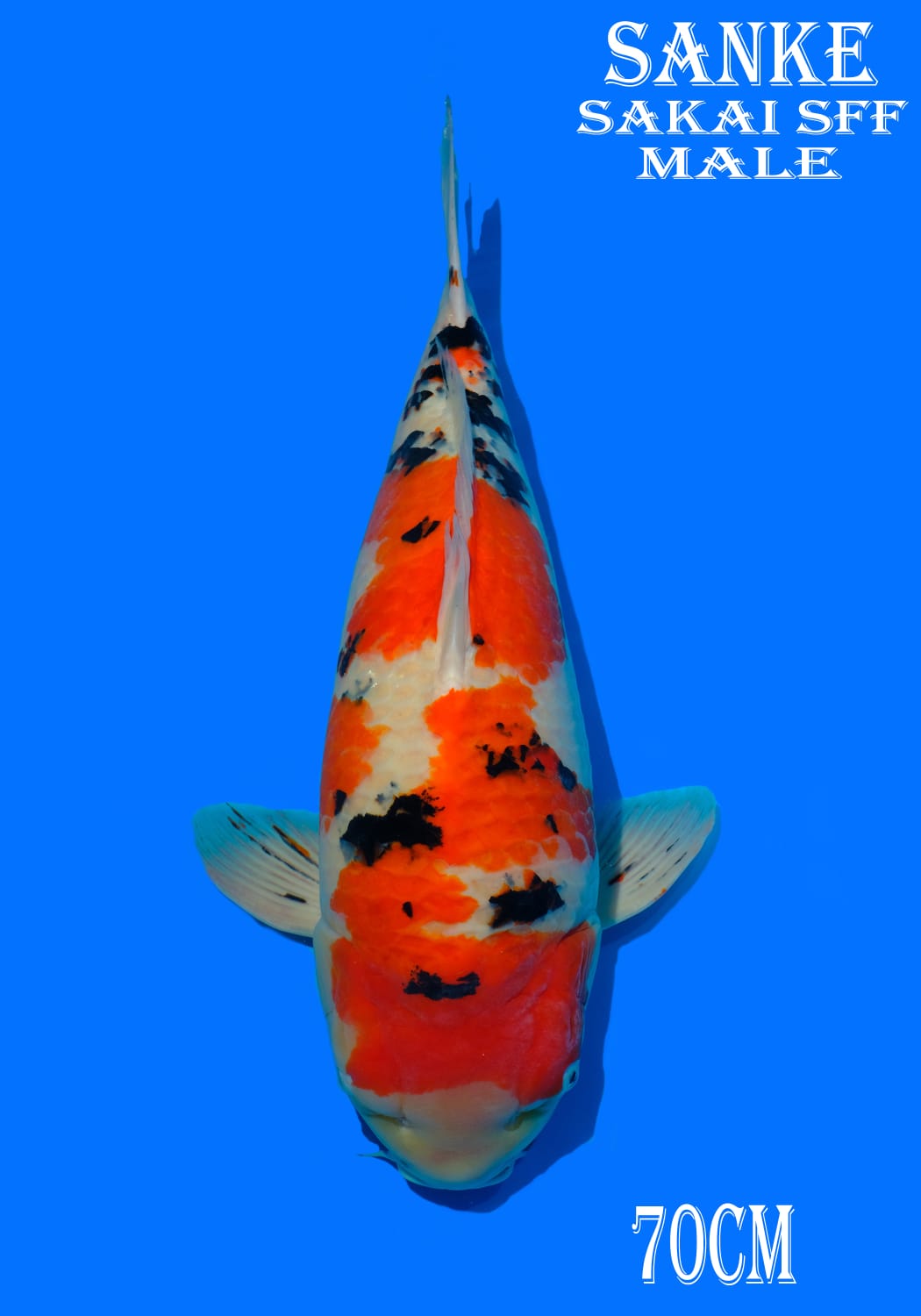 SANKE SAKAI 70cm