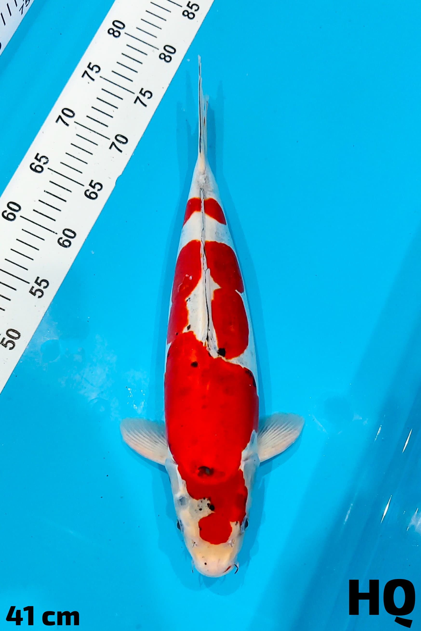 KIKO HQ 41cm