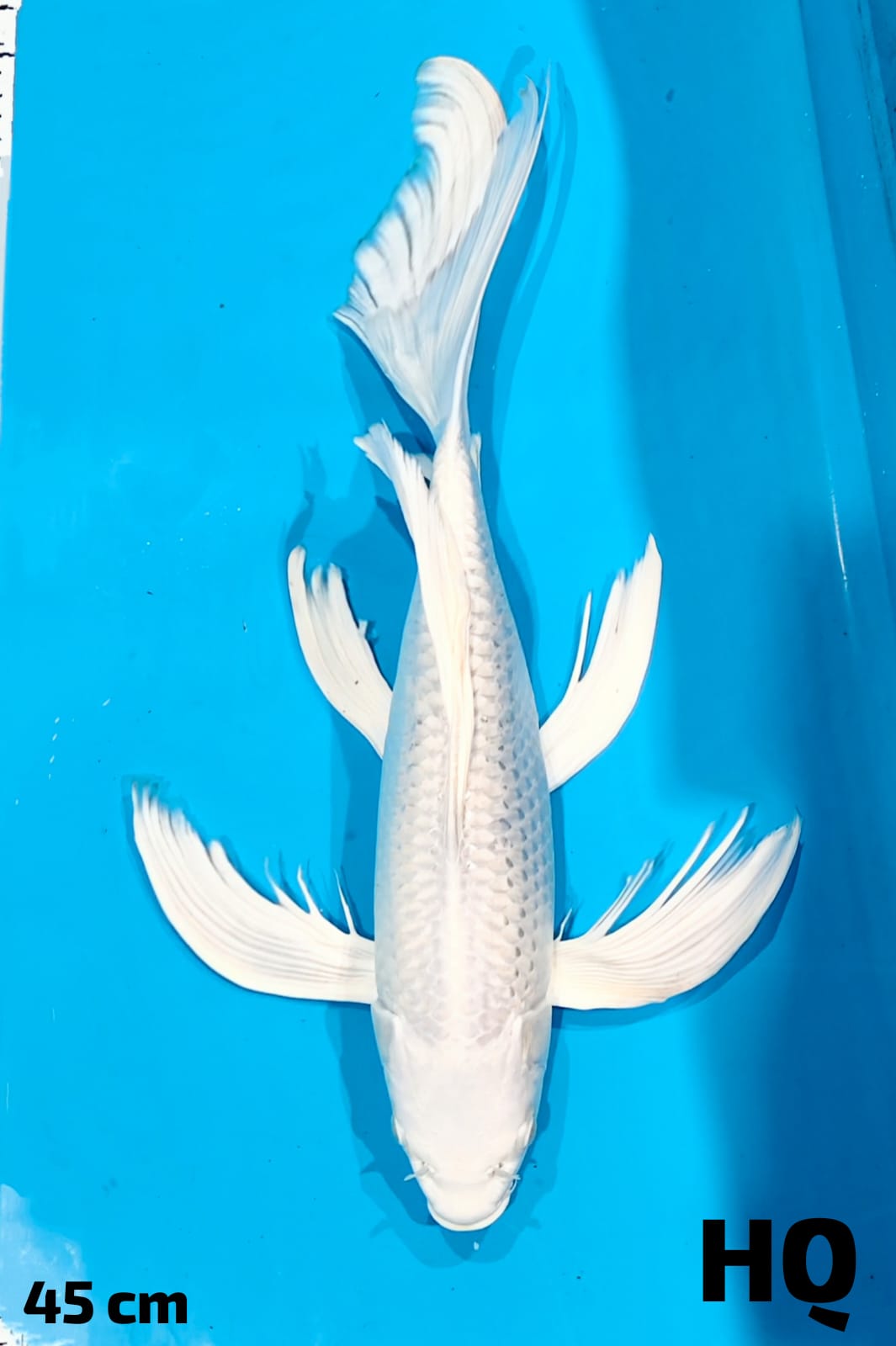 KUMPAY PLATINUM HQ GONDRONG 45cm
