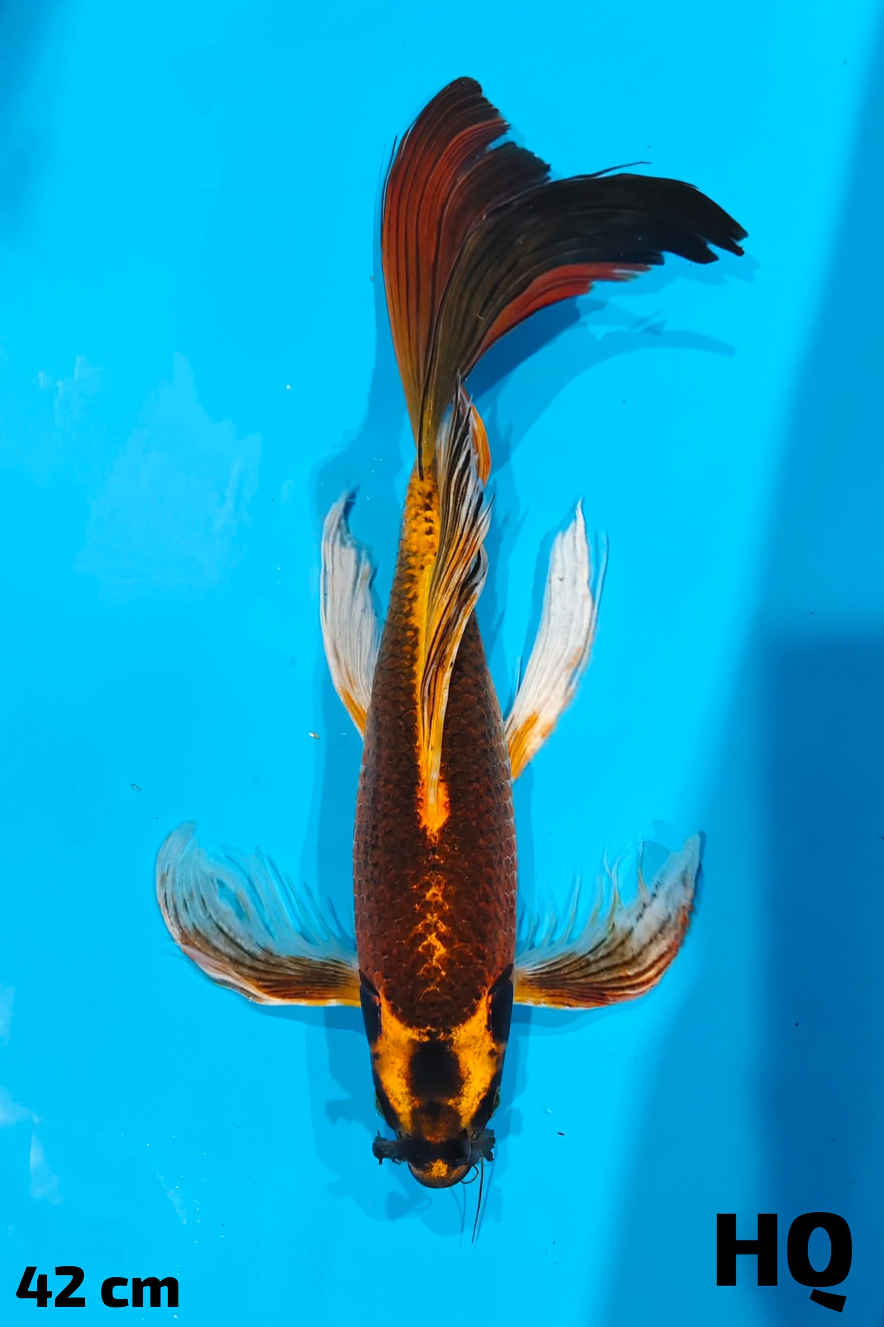 KUMPAY MUKASI HQ 42cm