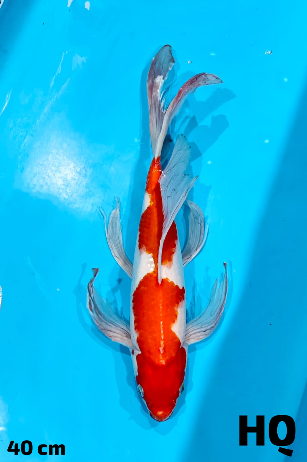 KUMPAY KOHAKU HQ 40cm
