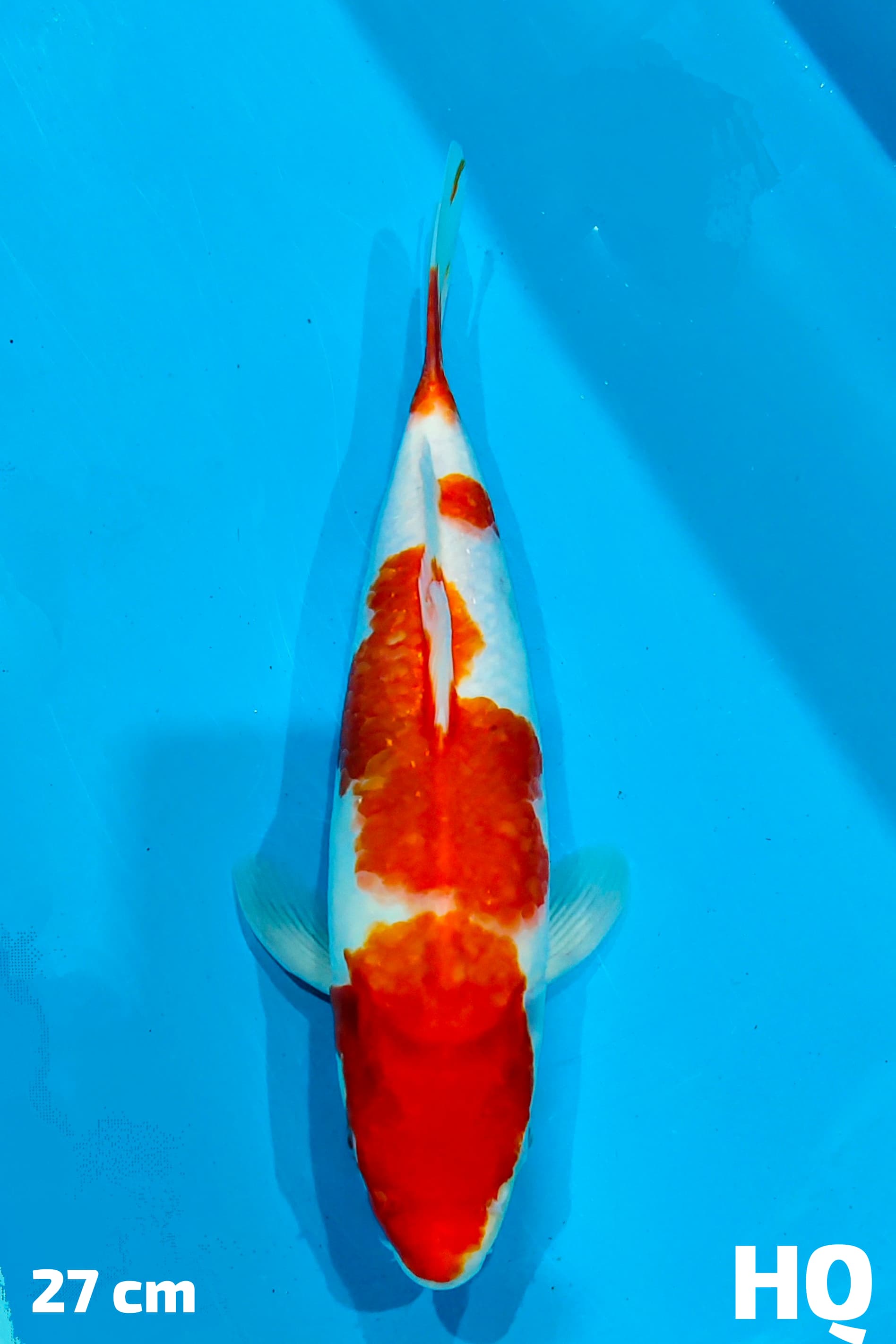 KOHAKU HQ 27cm