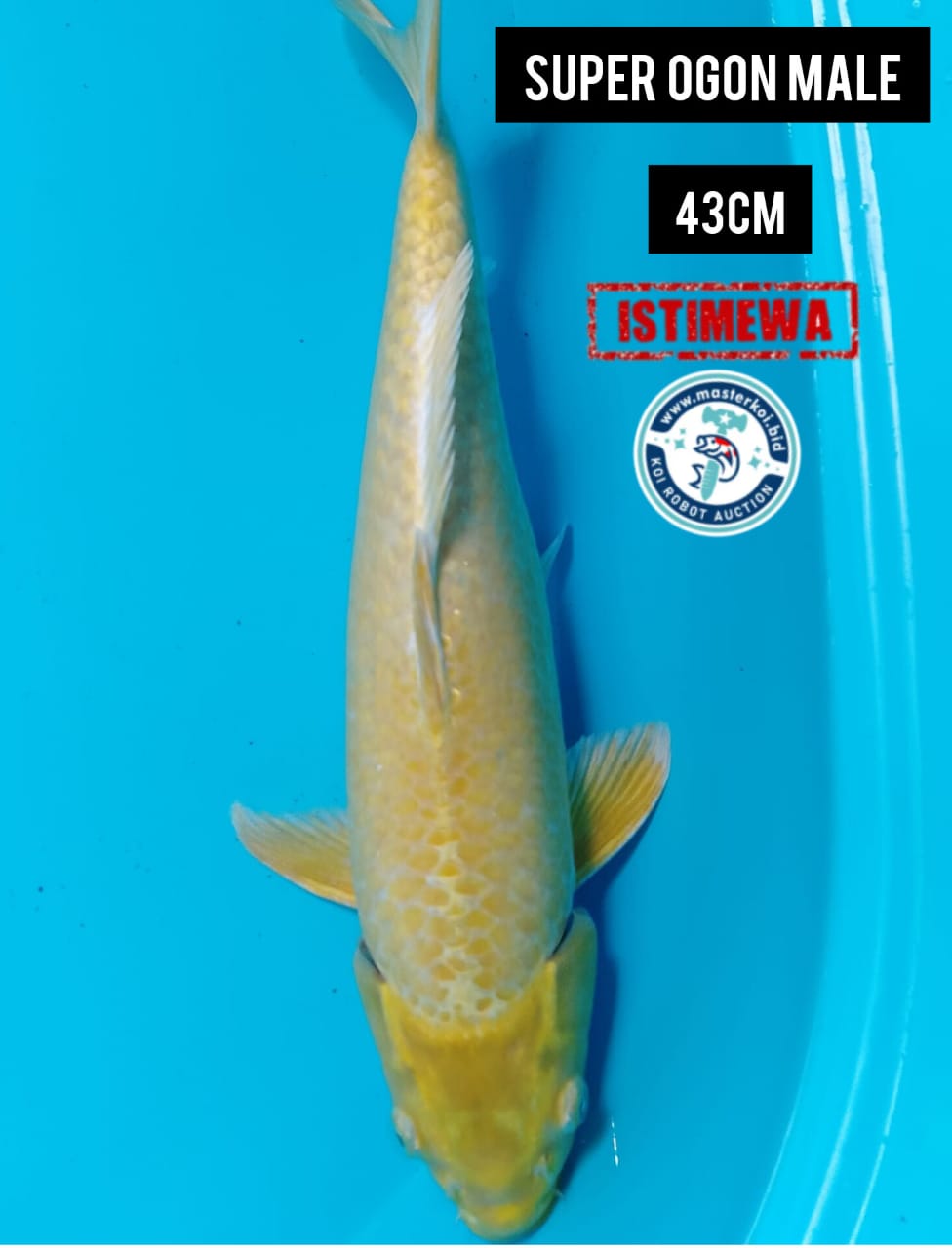 JUMBO OGON CALON JOSS DI KOLAM SULTAN LOKASI IKAN TULUNGAGUNG 43cm