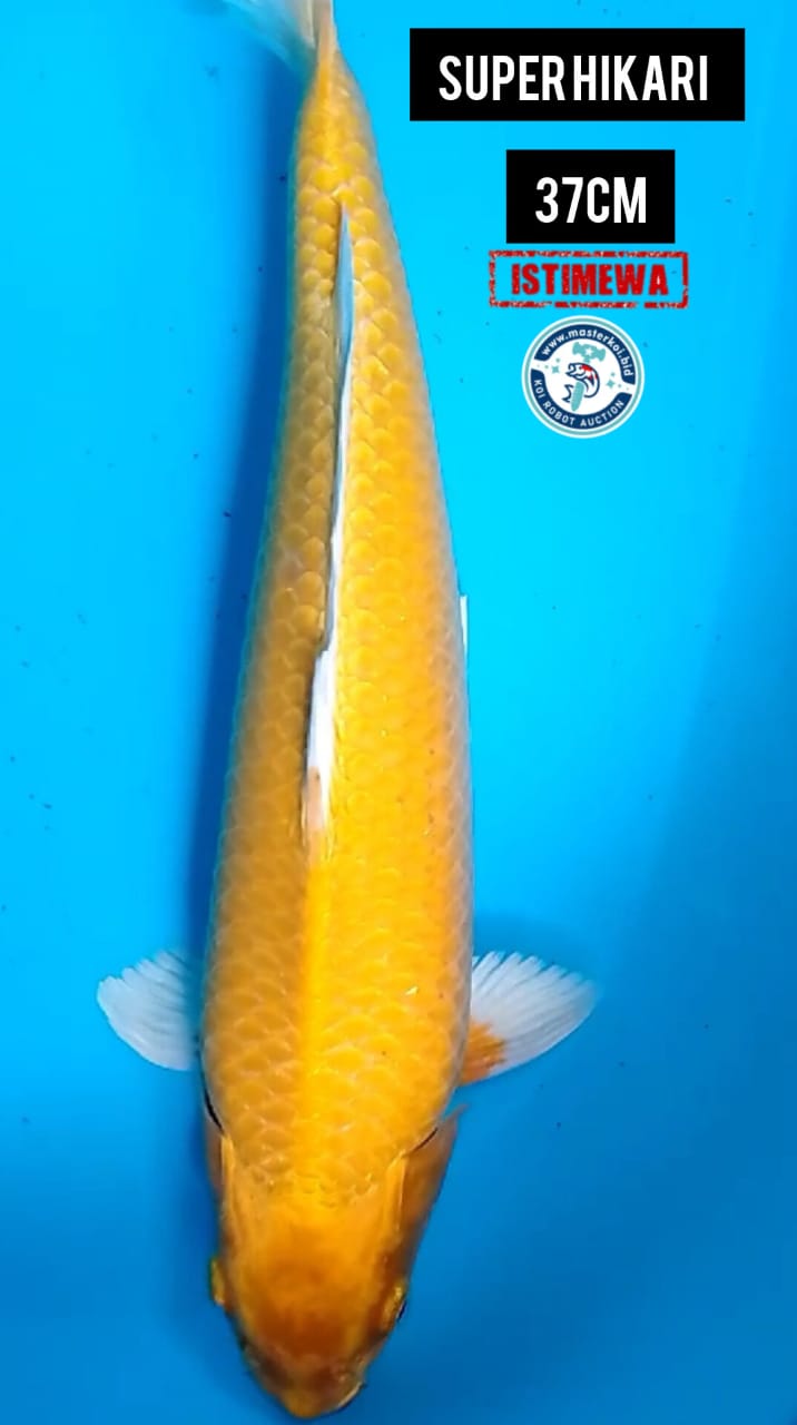SUPER HIKARI JOS ISTIMEWA LOKASI IKAN DI TULUNGAGUNG 37cm