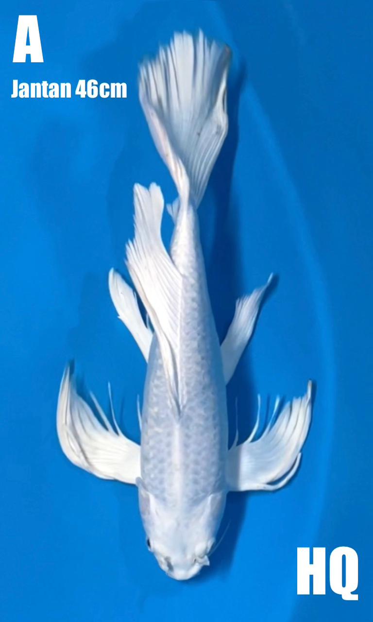 KUMPAY 46cm