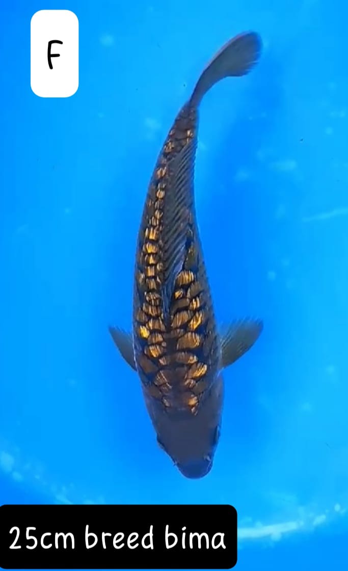 ARAGOKE GOLD BIMA 25cm