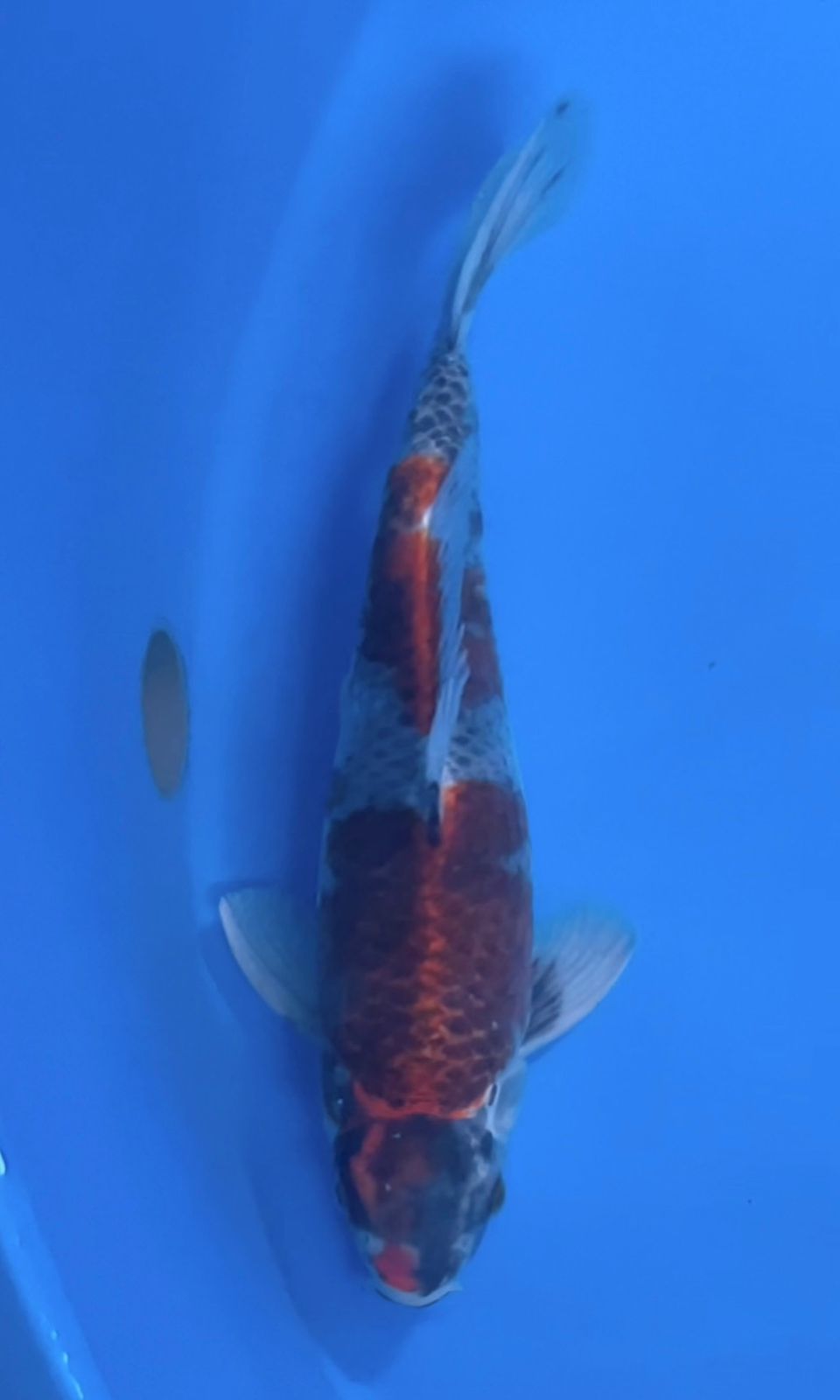 KIN SHOWA JANTAN 37cm