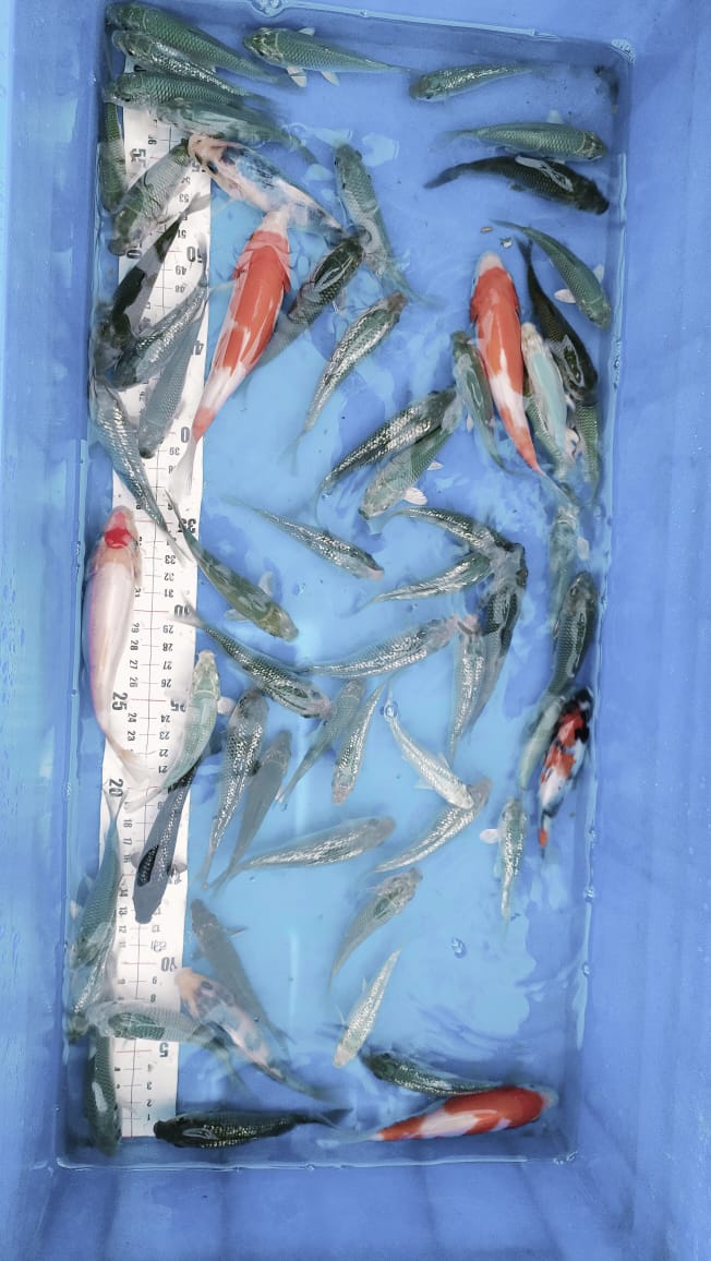 BIBITAN SORAGOI BONUS KOHAKU 710cm