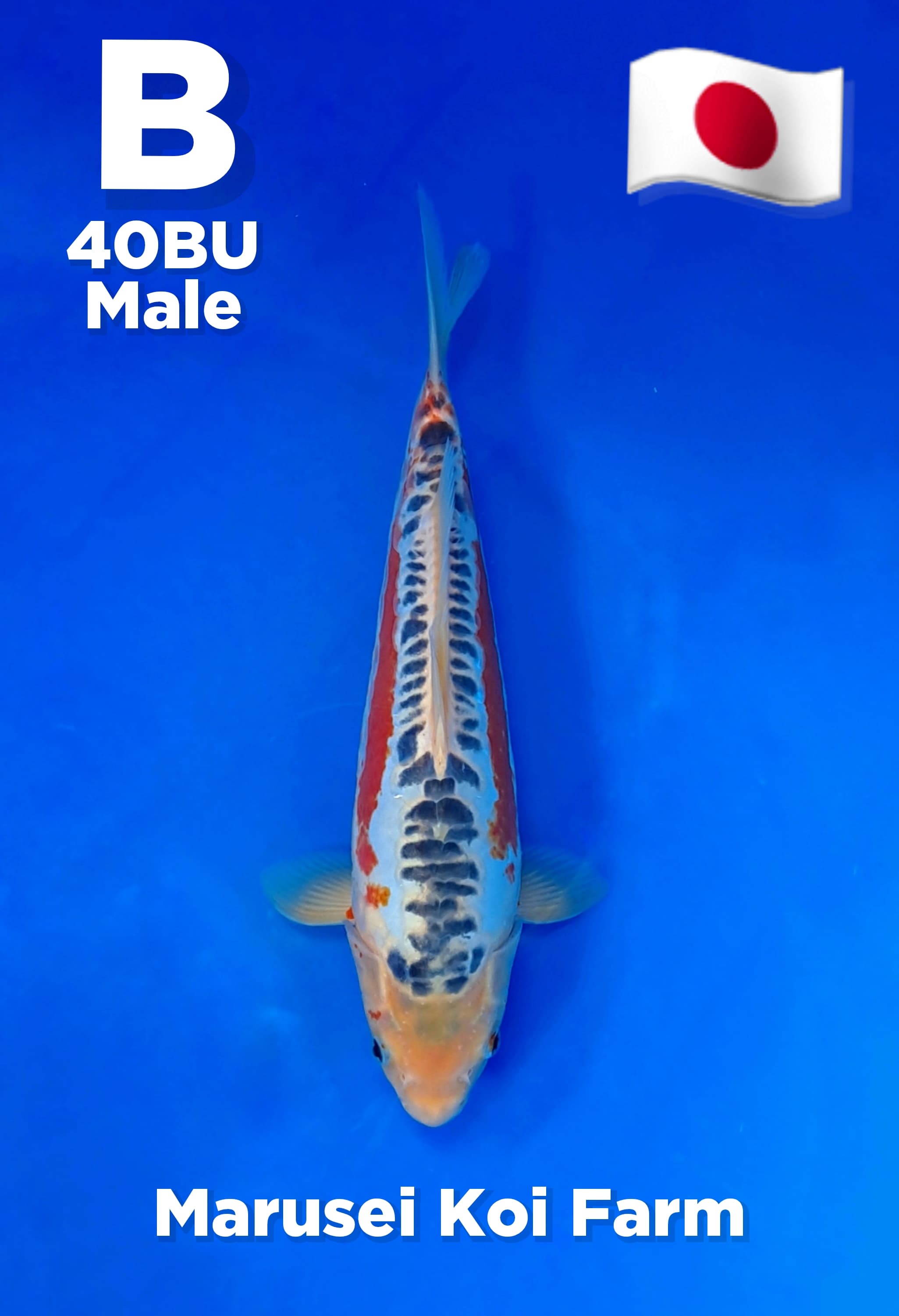 SHUSUI IMPORT MARUSEI KOI FARM JAPAN 37cm