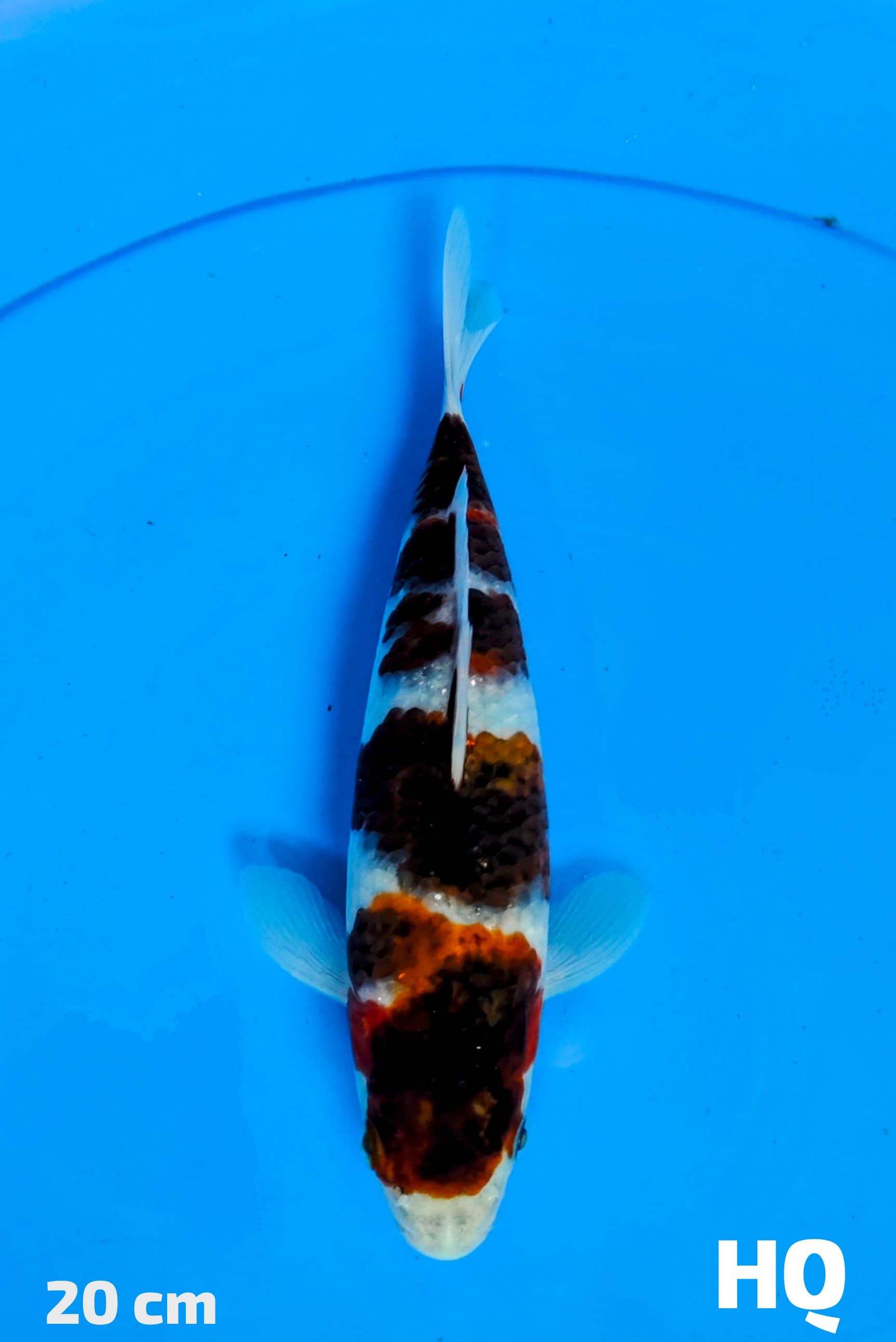 GOROMO HQ 20cm