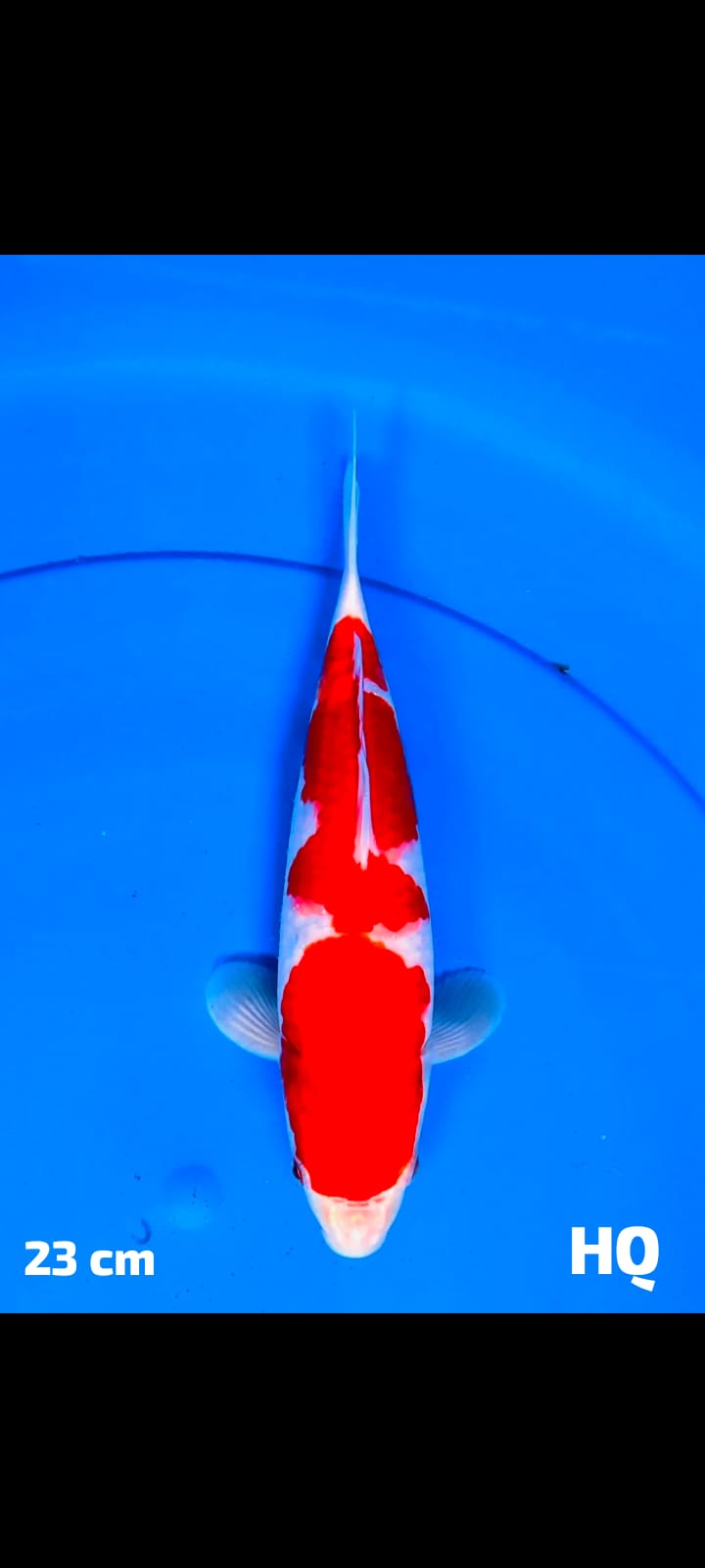 KOHAKU HQ 23cm