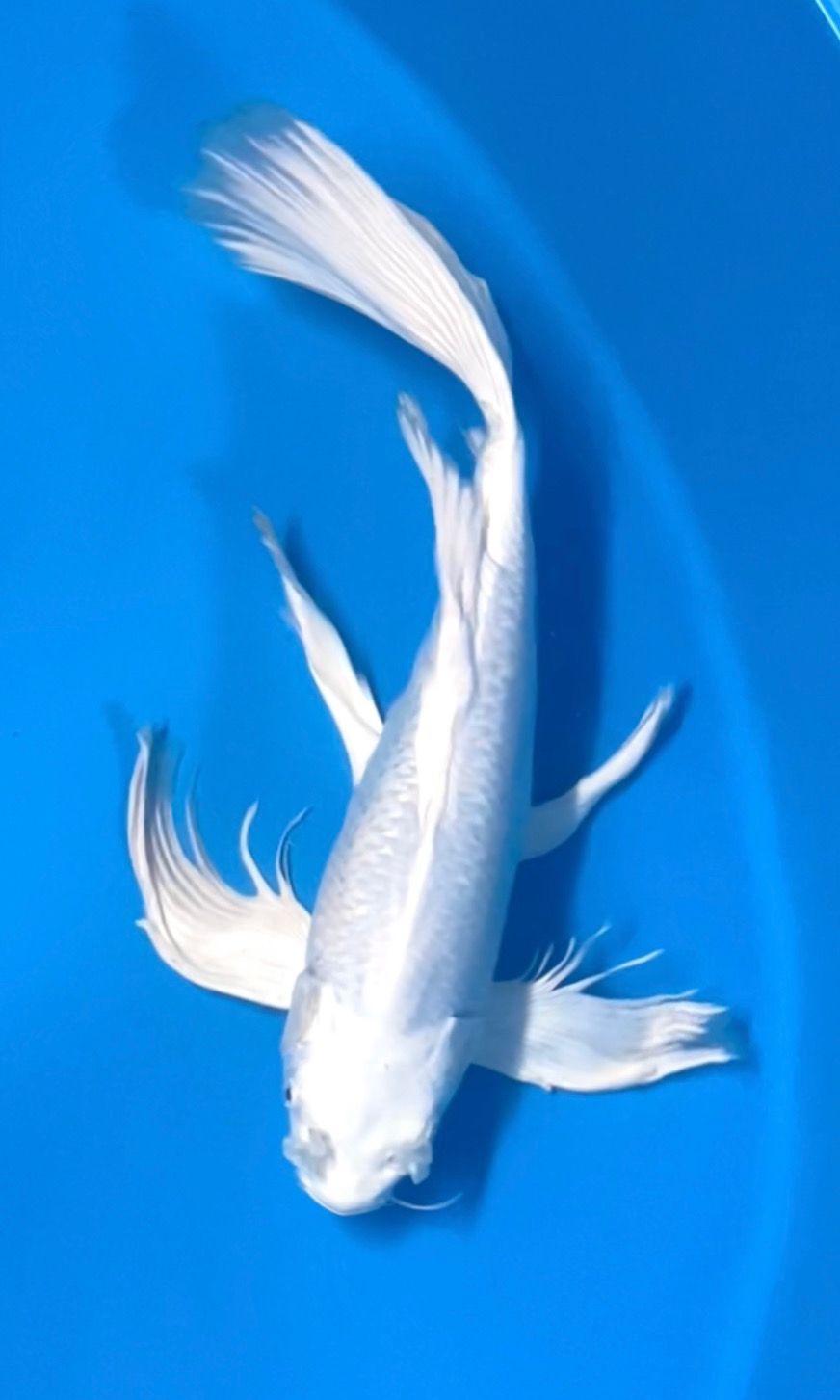 KUMPAY JANTAN 47cm