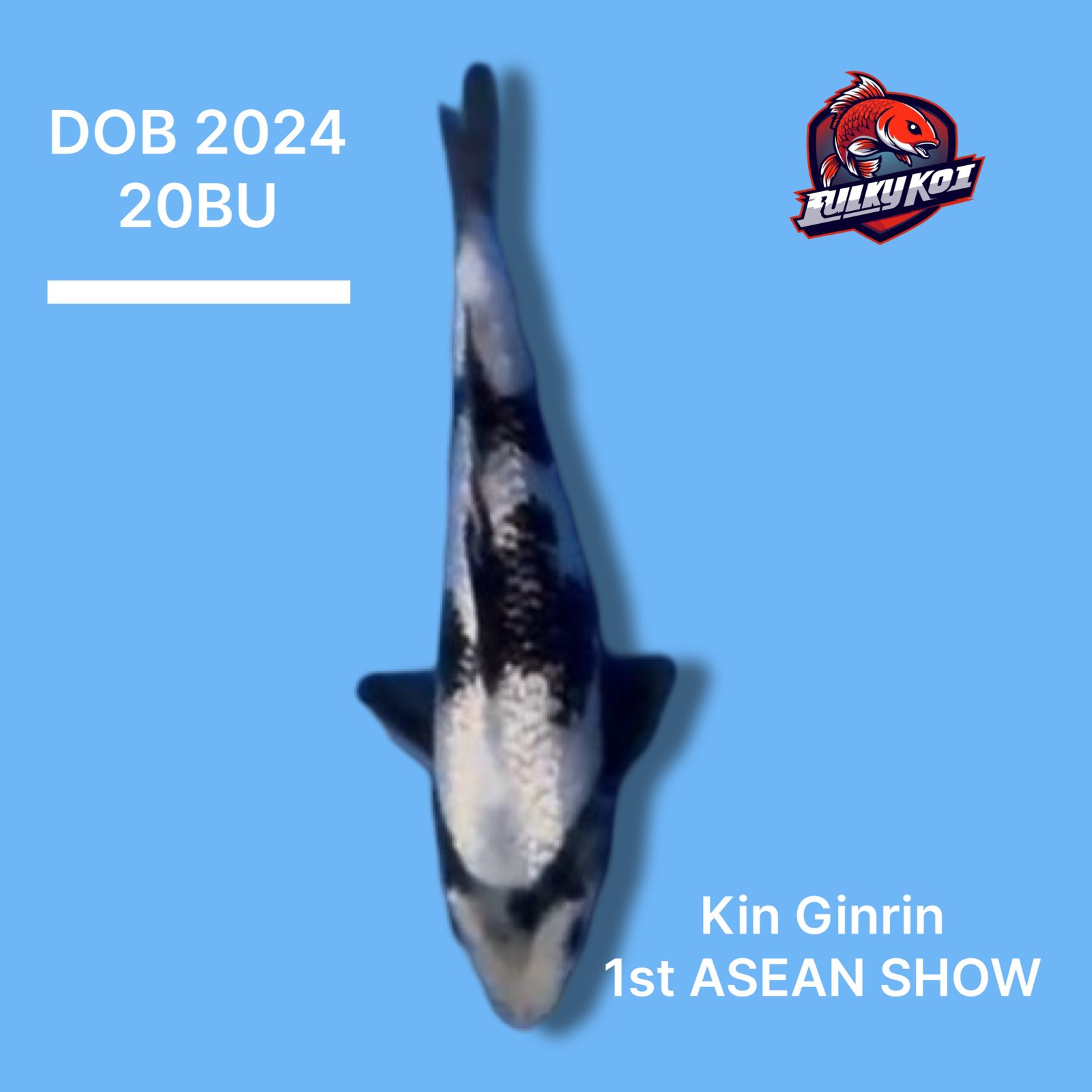 KIN GINRIN JUARA 1 ASEAN KOI SHOW 20cm