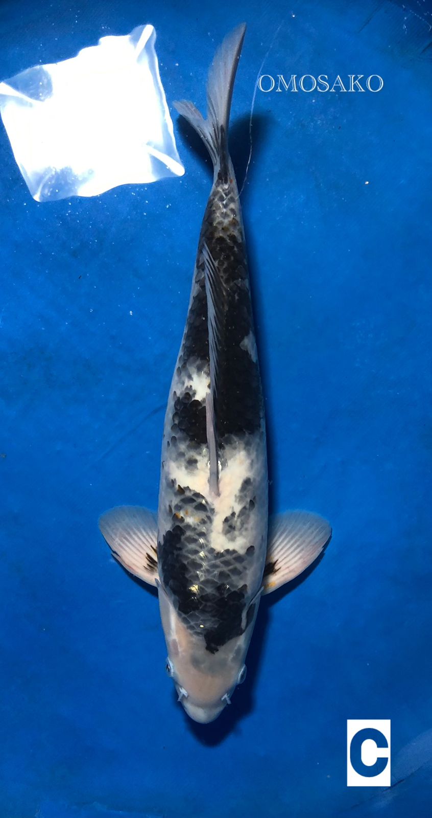 TATEGOI SHIRO OMOSAKO MALE 49cm