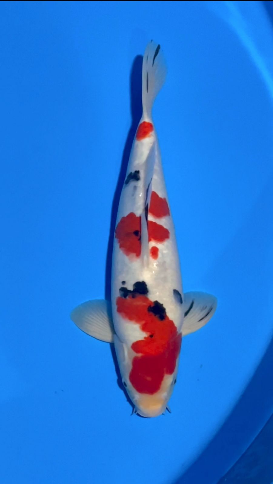 SANKE SQ JANTAN 38cm