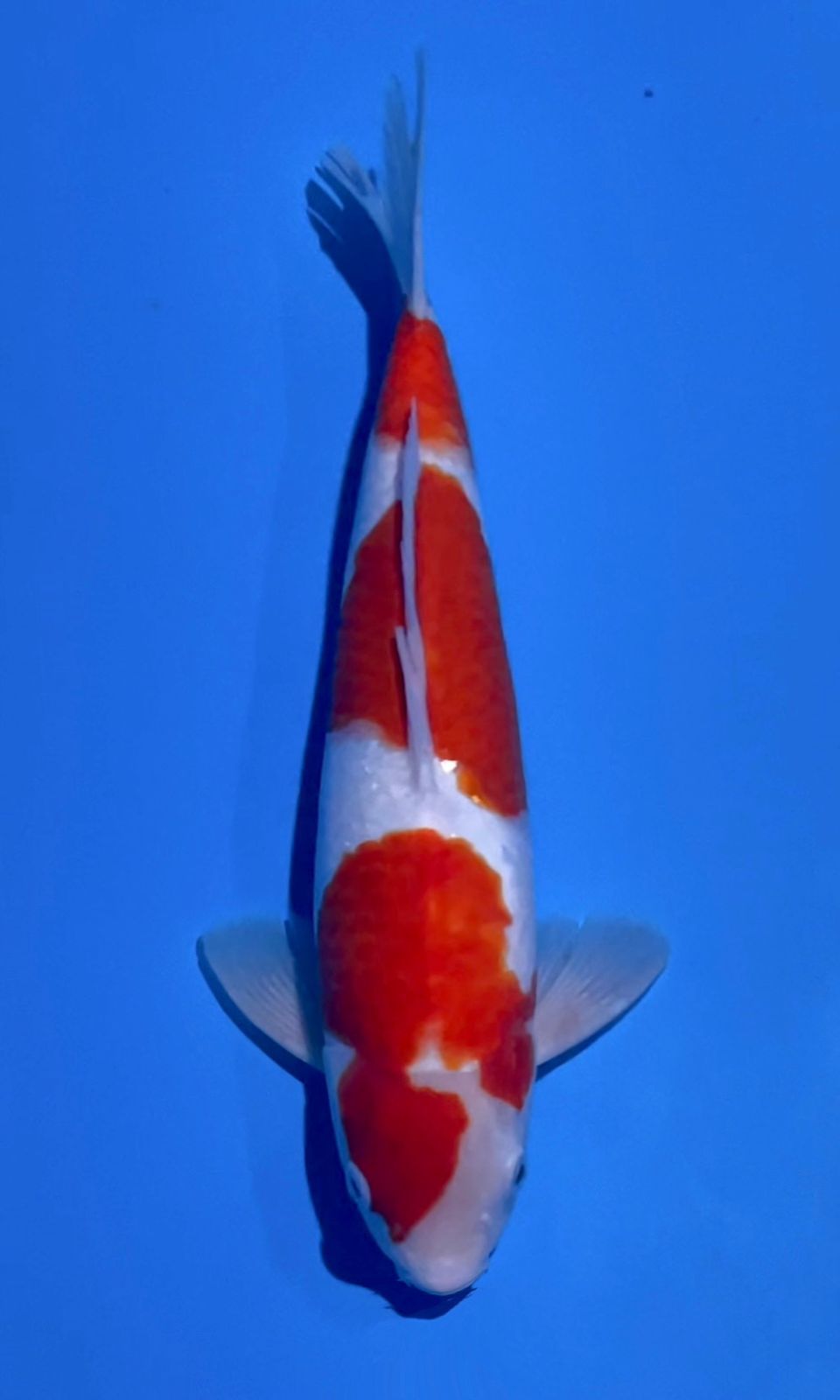 KOHAKU HQ JANTAN 39cm
