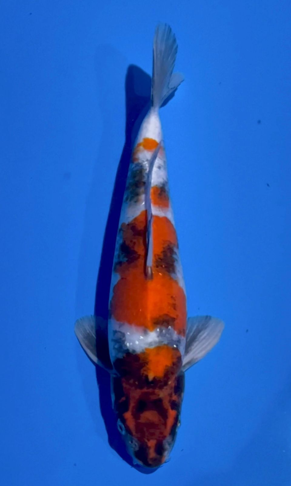 KIN SHOWA HQ JANTAN 39cm