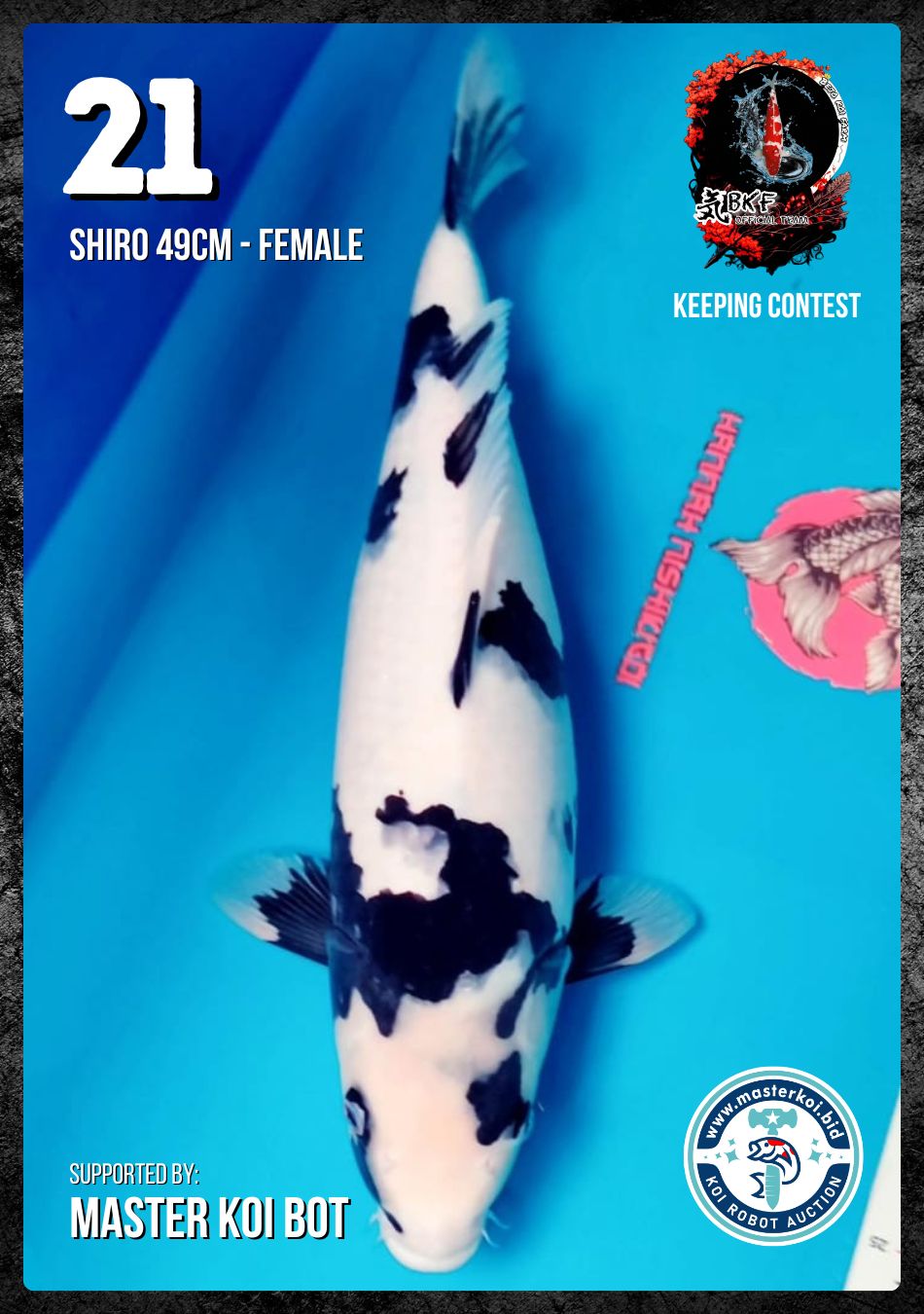 SHIRO 49cm