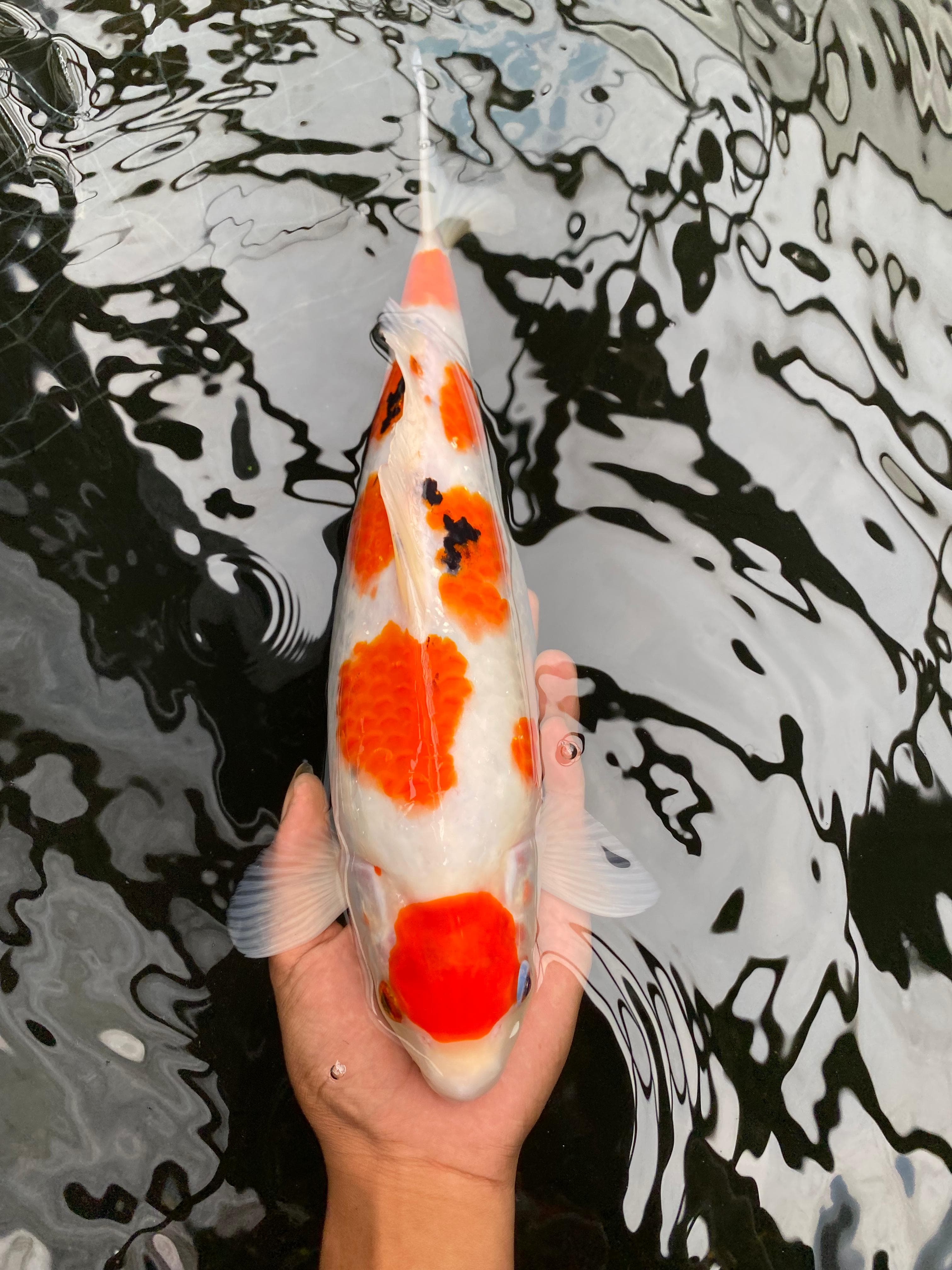 SANKELINEAKFPUNOK 35cm