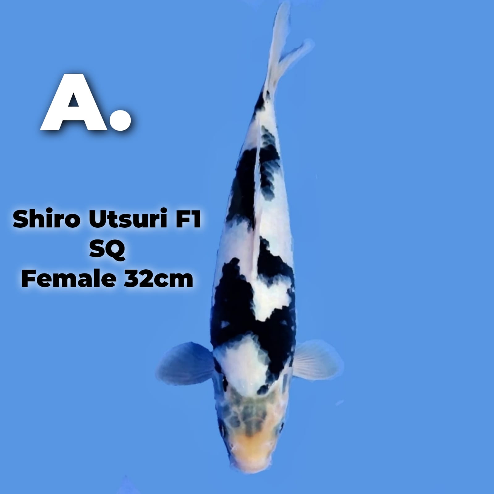SHIRO UTSURI SQ 32cm