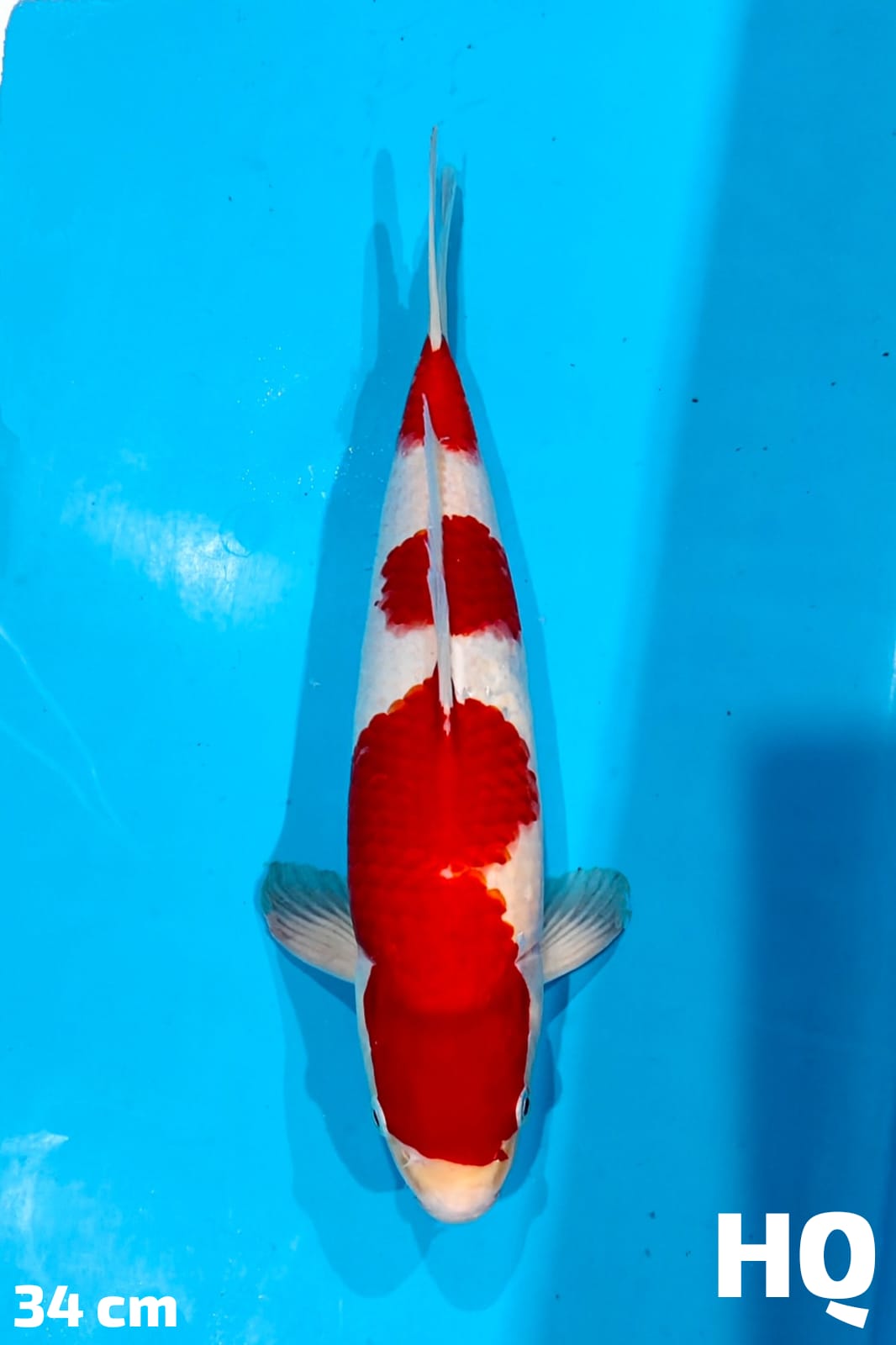 KOHAKU HQ 34cm