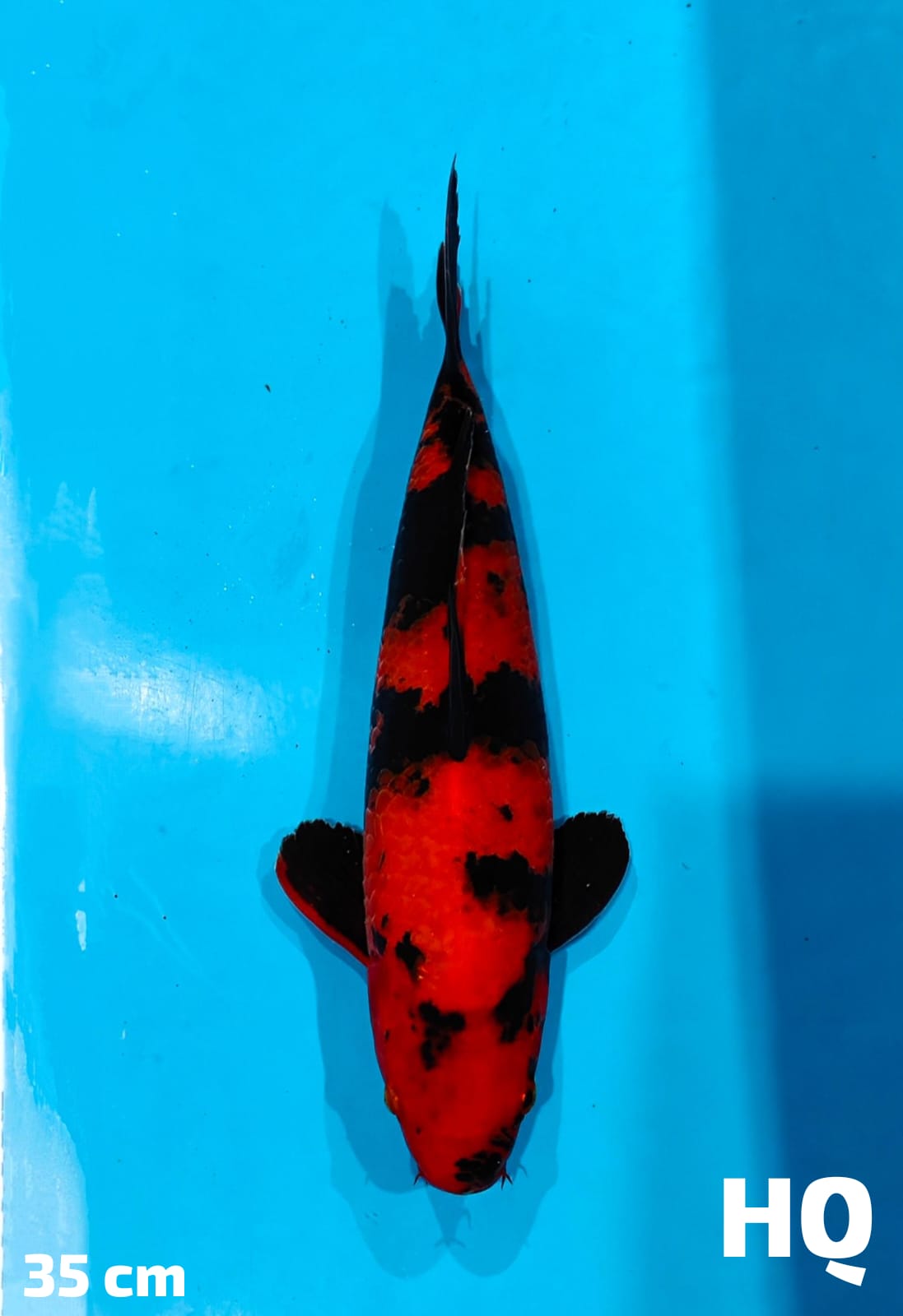 UTSURI HQ 35cm