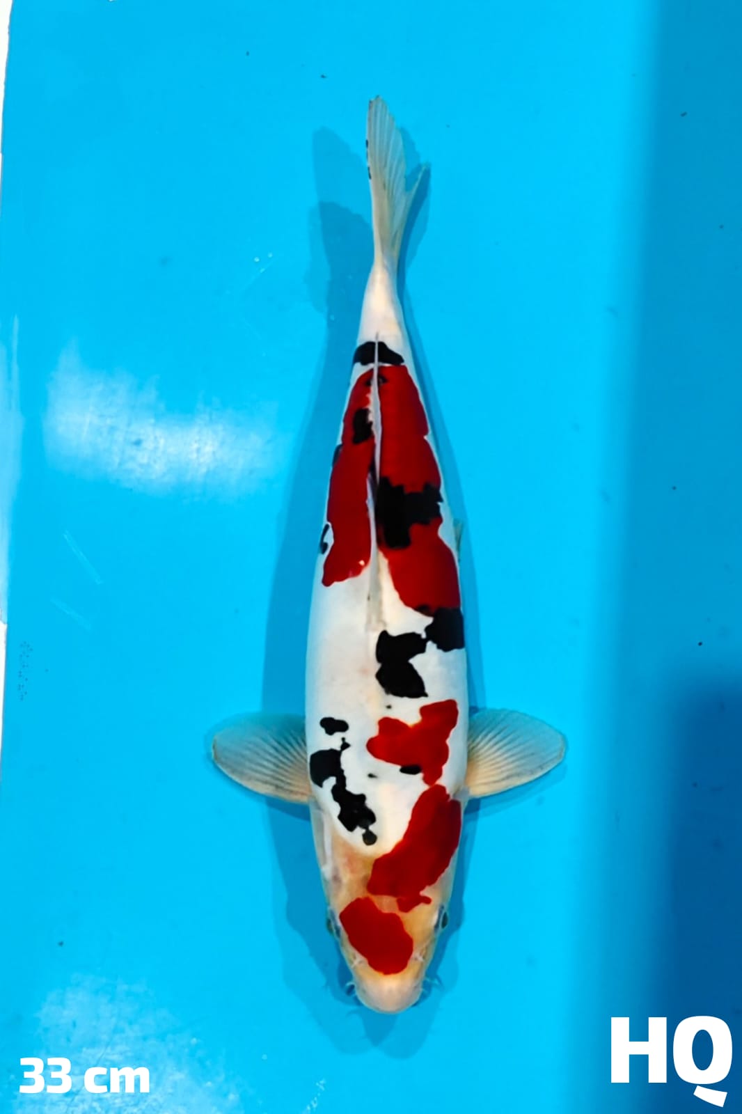 SHOWA DOITSU MURNI HQ 33cm