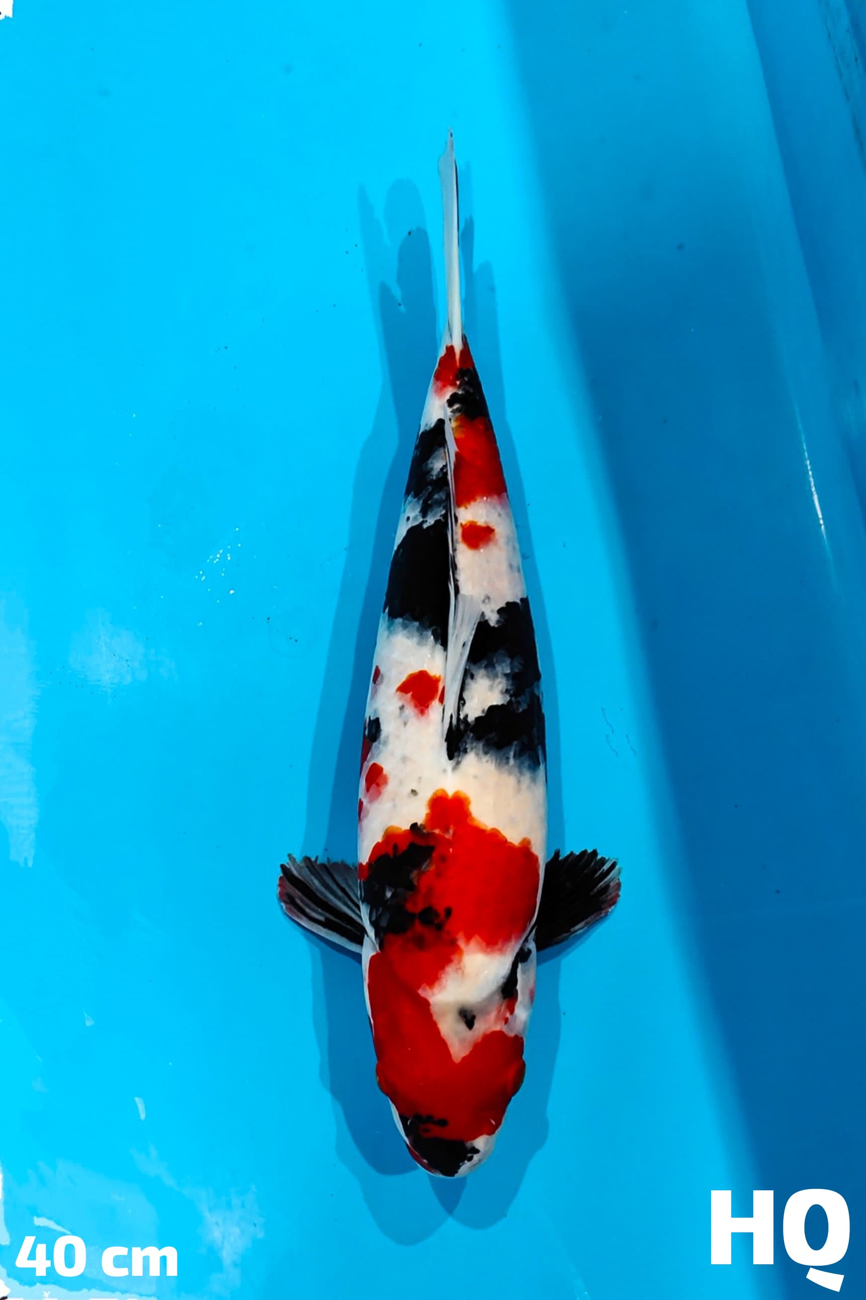 SHOWA HQ 40cm