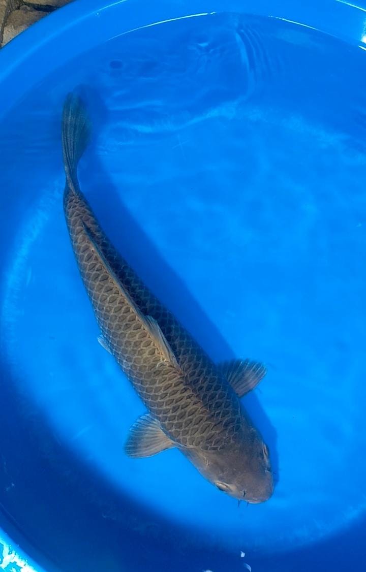 CARAMEL 47cm
