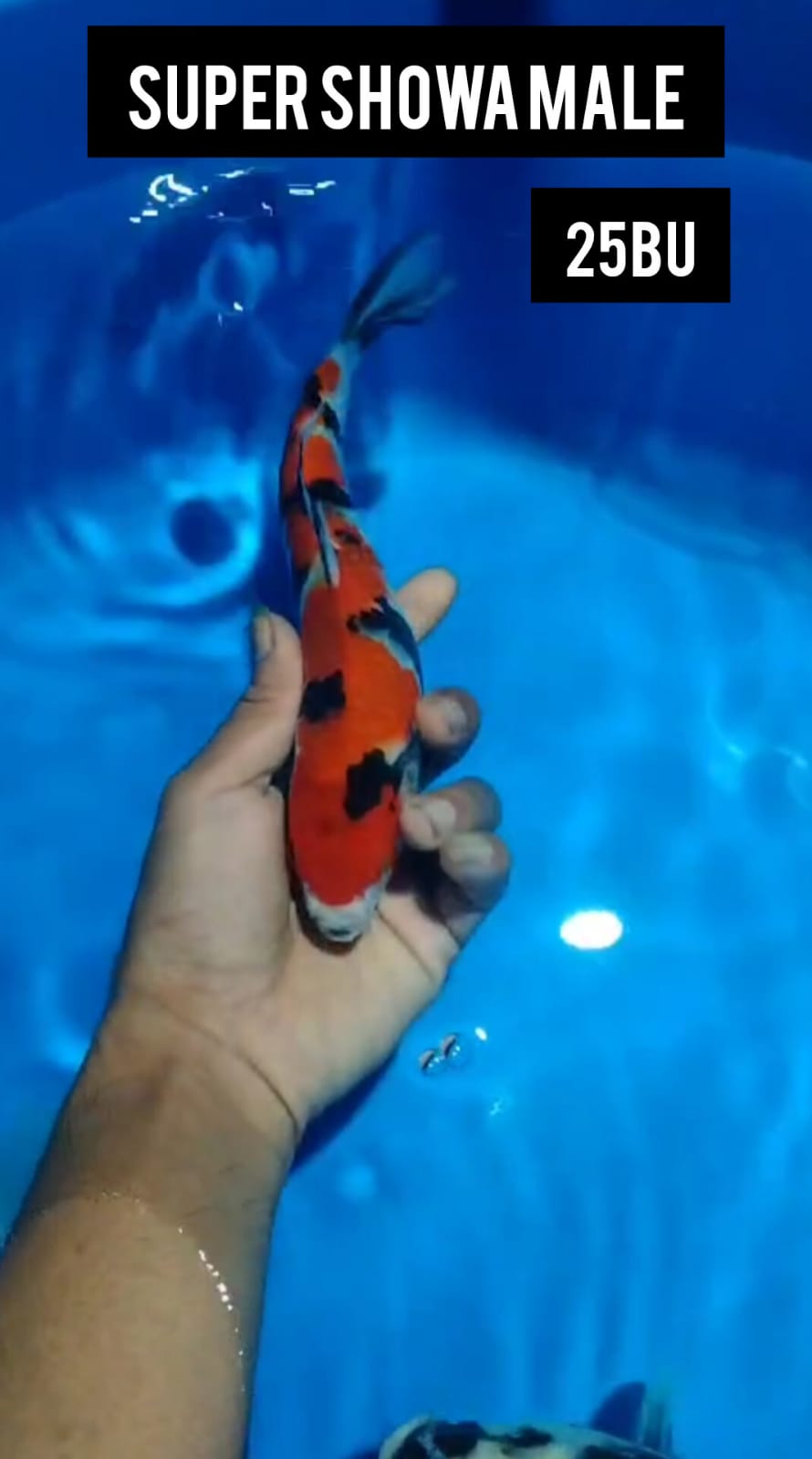 SUPER SHOWA MALE LOKASI IKAN DI TULUNGAGUNG 24cm