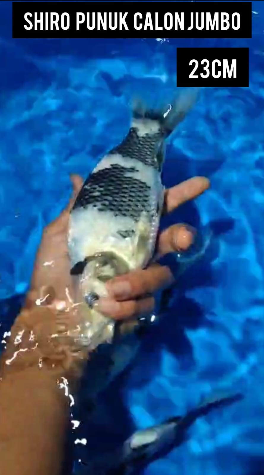 SHIRO PUNUK CALON JUMBO BAHAN KEPPING JOS LOKASI IKAN DI TULUNGAGUNG 24cm