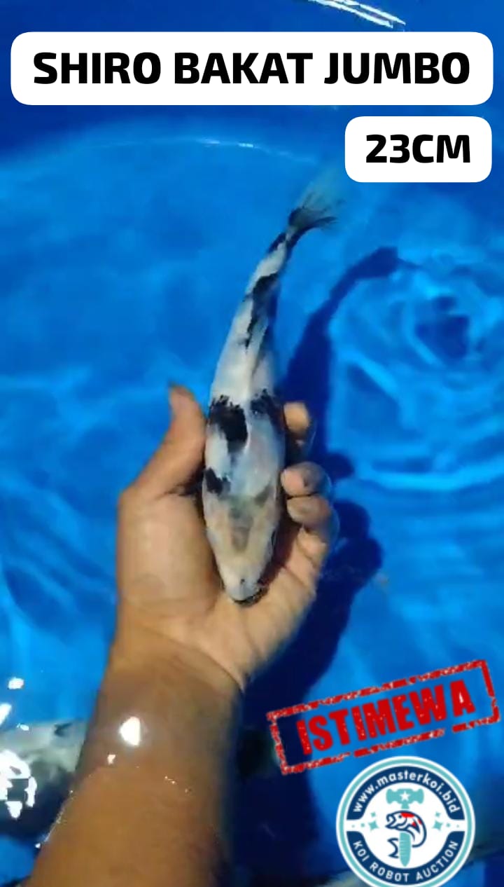 SHIRO PUNUK CALON JUMBO BAHAN KEPPING JOS LOKASI IKAN DI TULUNGAGUNG 23cm