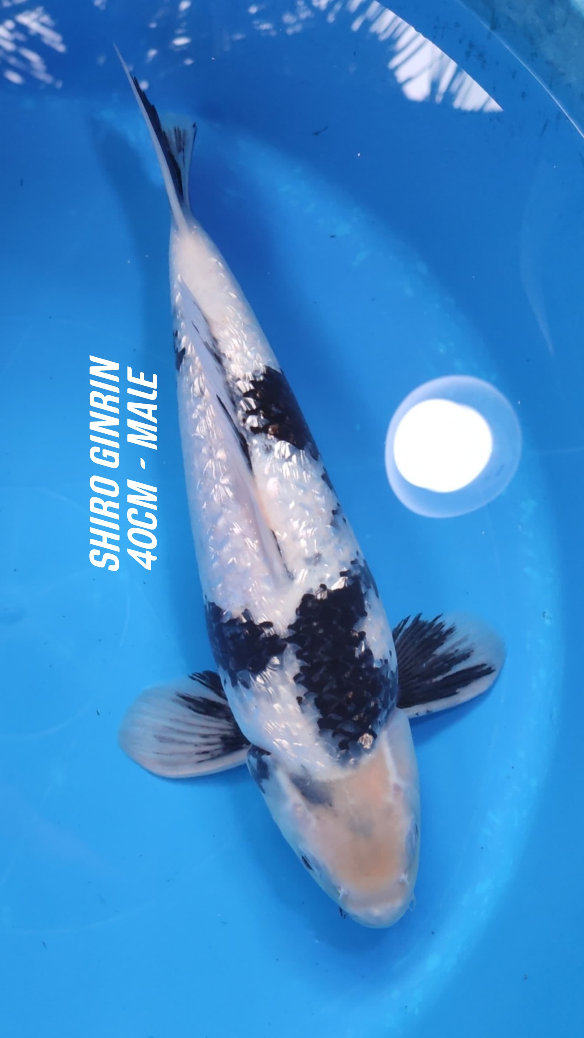 SHIRO GINRIN HQ GINRIN PADAT 40cm