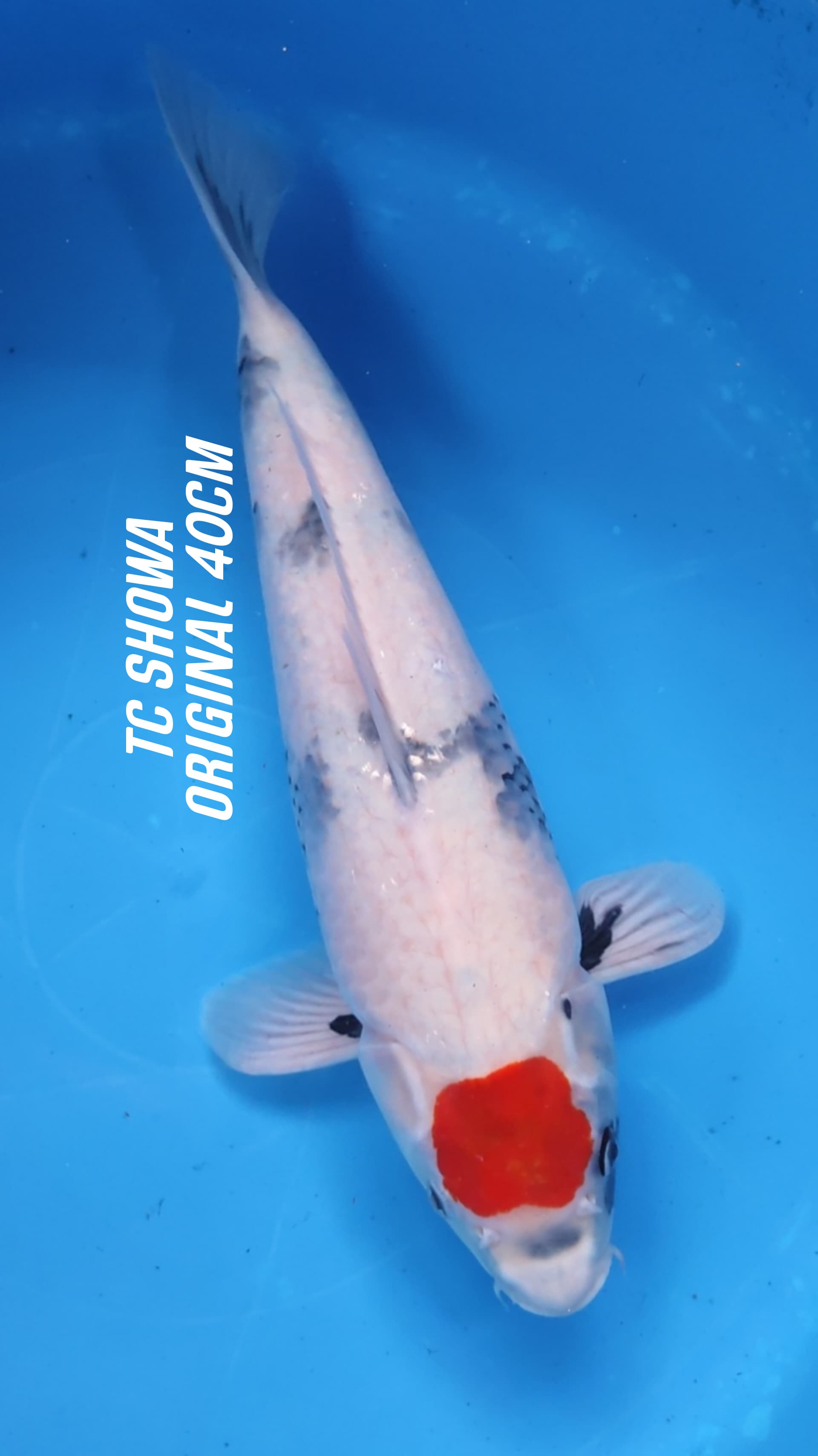 TANCHO SHOWA ORIGINAL TATEGOI CLASS 40cm
