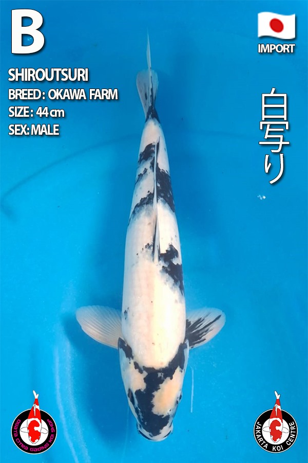 SHIRO UTSURI 44cm