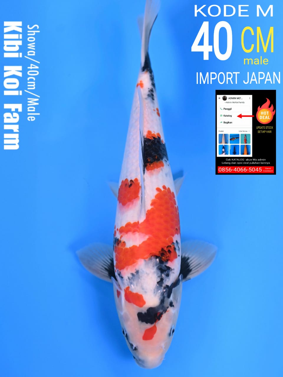 SHOWA KIBI 49cm