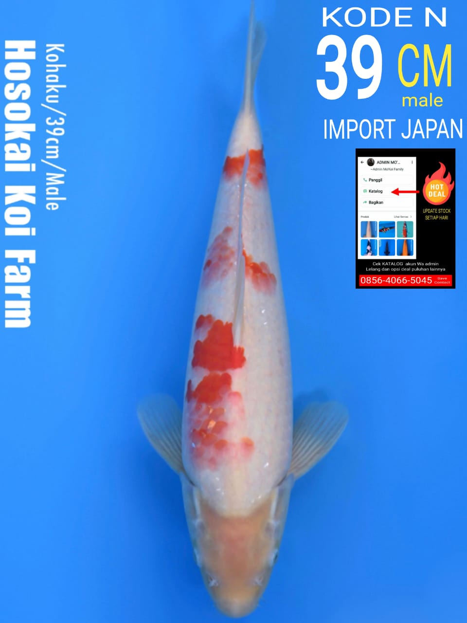 KOHAKU HOSOKAI 39cm