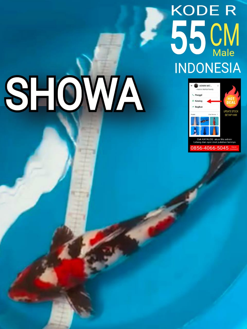 SHOWA 55cm