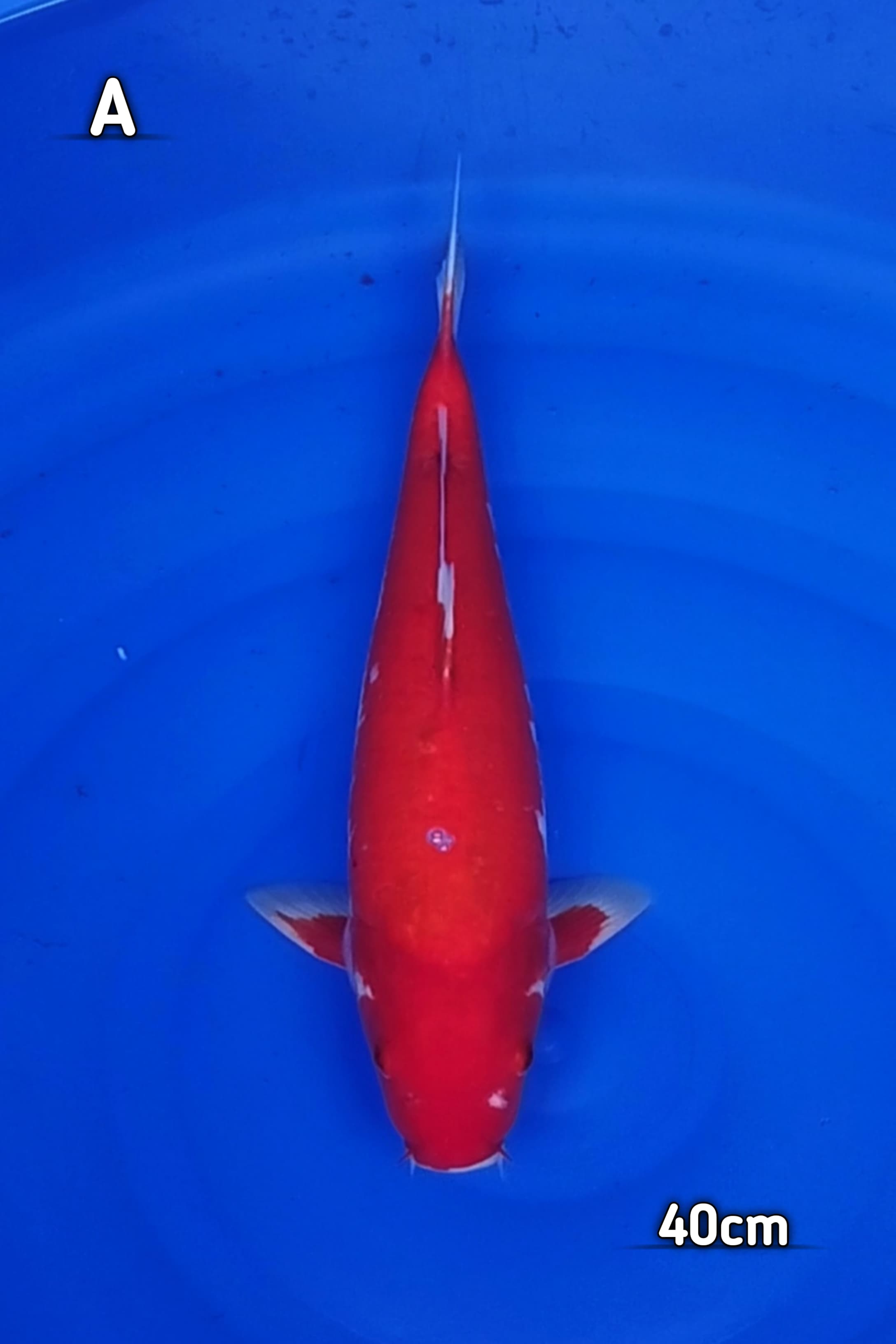 STRIGHT HI KOHAKU MOTOAKA IMBANG 40cm